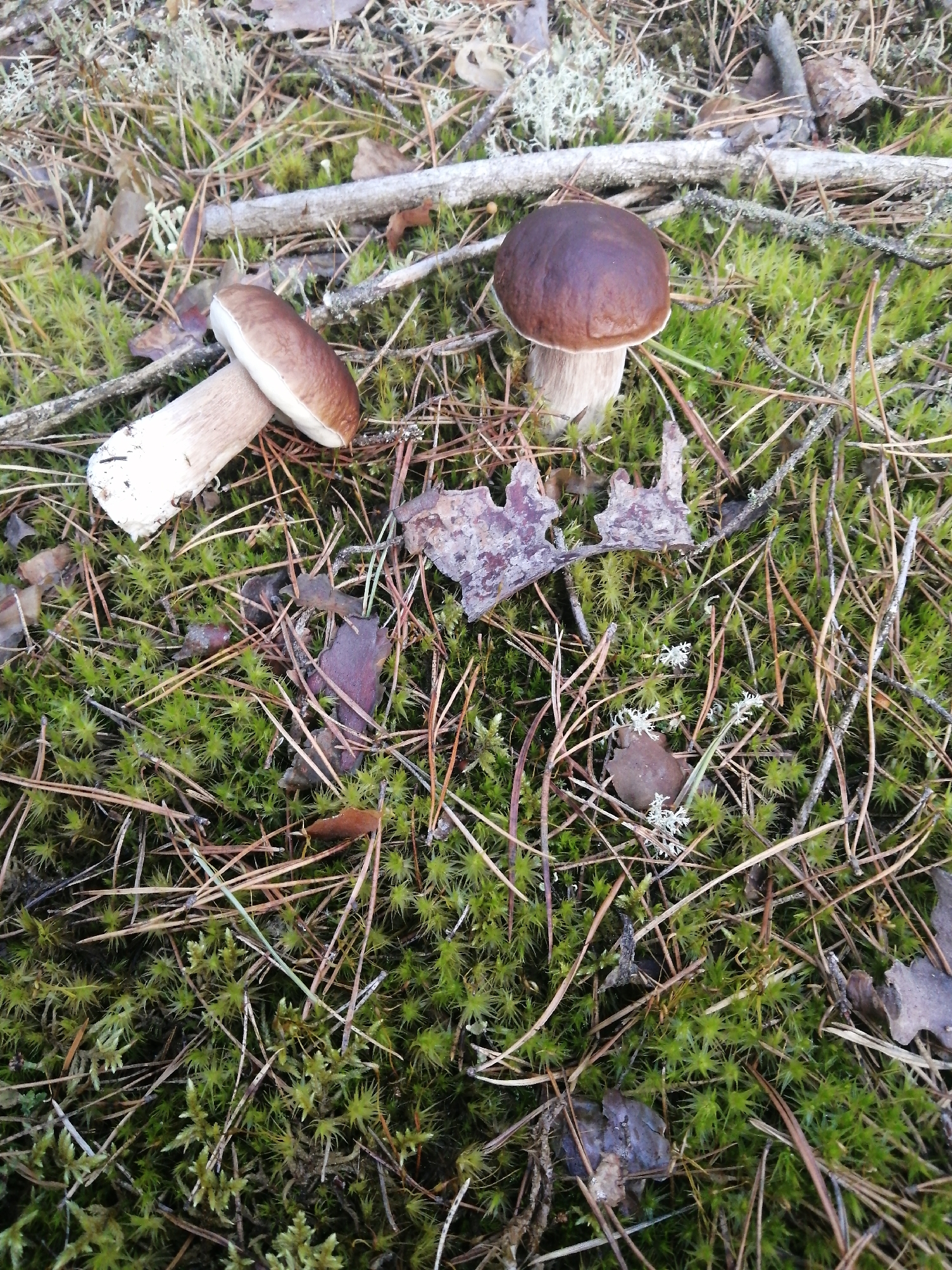 This is a high-angle, full shot of two white-cap mushrooms on the forest floor. The mushroom on the left has its stem visible, while the mushroom on the right is fully intact with a rounded cap. They are surrounded by green moss, pine needles, and a few fallen leaves and twigs. The scene appears to be a natural woodland setting, possibly in a forest.