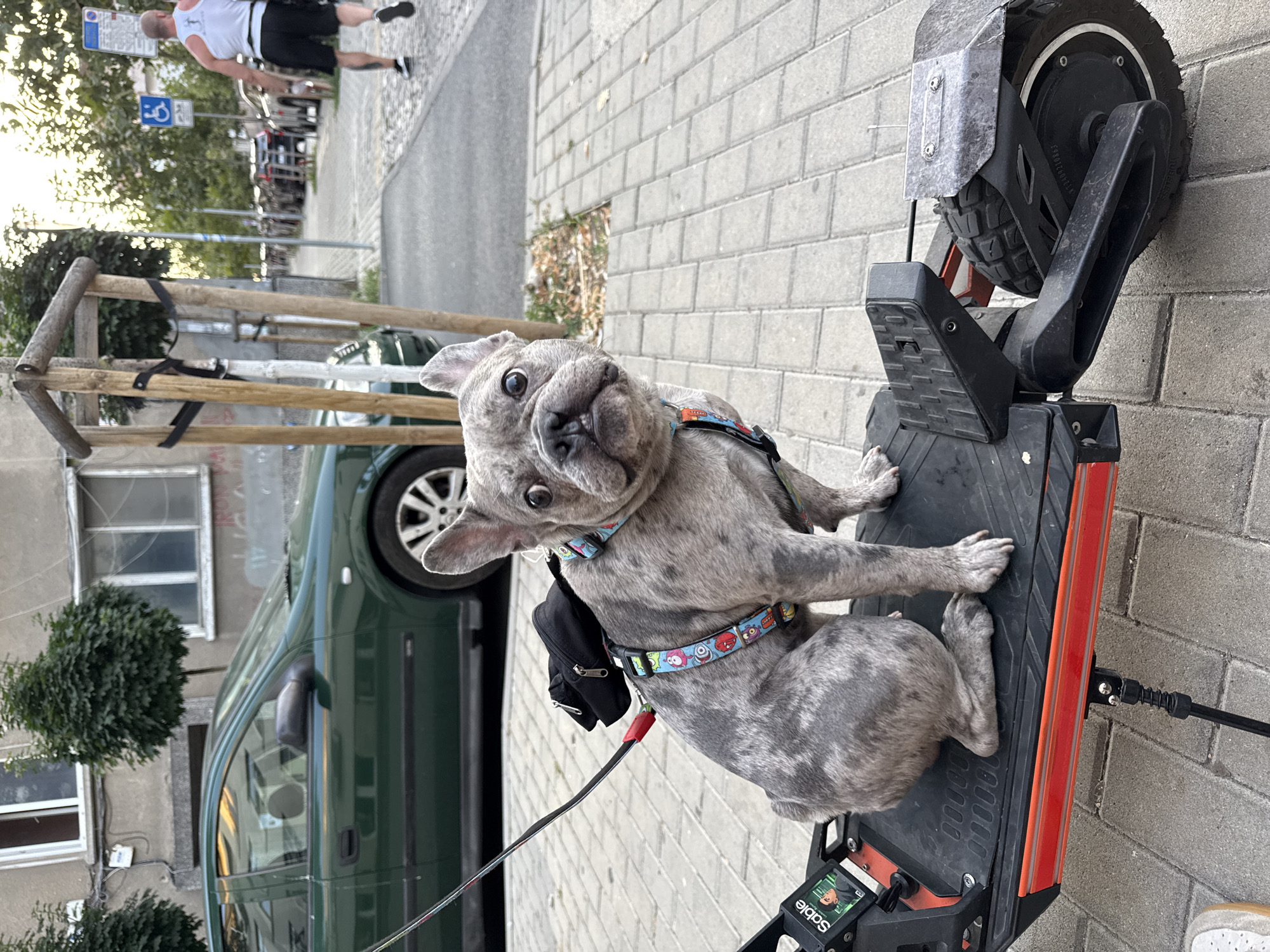 The image shows a blue merle French Bulldog sitting on an electric scooter parked on a paved sidewalk in Burgas, Bulgaria. The dog is wearing a colorful harness with cartoon characters and a small black pouch is attached to its back. In the background, a green car is parked, a building with windows, and trees line the street. A man in a white tank top and black shorts is walking away from the camera down the sidewalk. A disabled parking sign is visible. The scene appears to be on a street in a residential or commercial area.