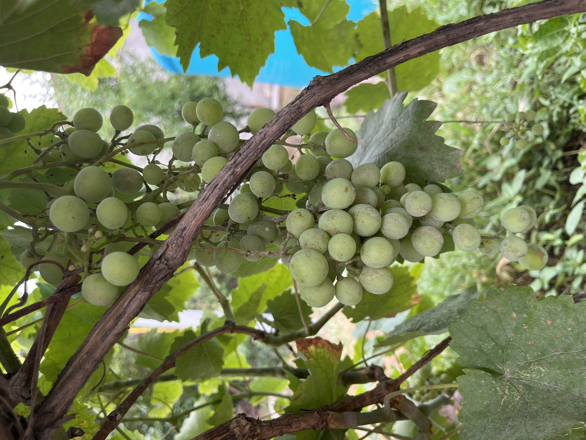 A cluster of unripe, pale green grapes hangs from a vine, supported by a thick, gnarled branch. The grapes are round and plump, some with a dusty bloom. Green grape leaves, some with minor reddish-brown spots, are interspersed throughout the scene. The background is blurred, showing more greenery and hints of distant structures, possibly a fence or building, with a bright blue object visible on the right side. The lighting suggests an outdoor, daytime setting. The location is stated to be in Shymkent, Kazakhstan.
