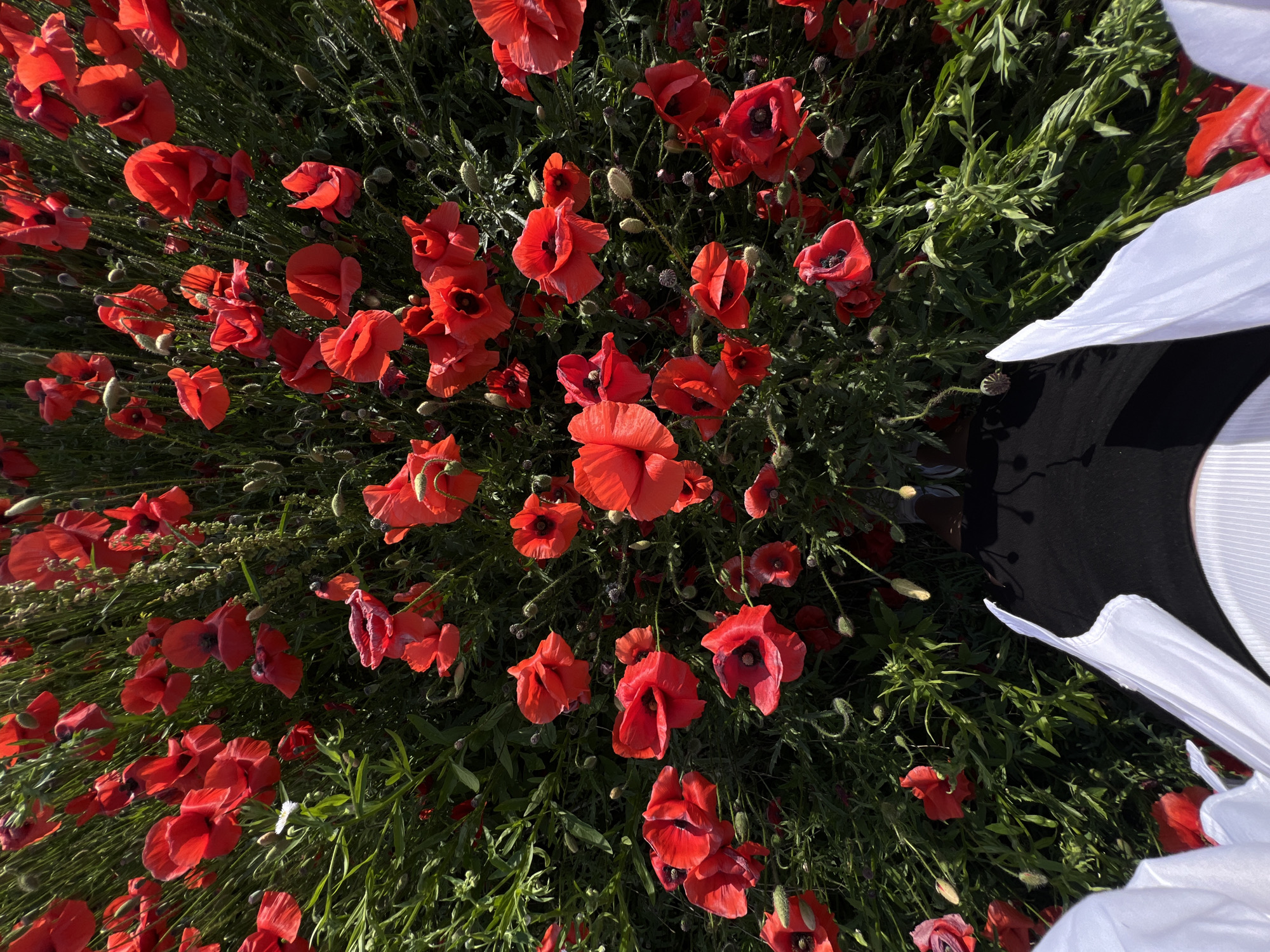 The image shows a close-up, overhead view of a dense field of red poppies in bloom. The poppies are the dominant subject, with their vibrant red petals and dark centers. Green foliage and stems fill the spaces between the flowers, and some closed buds are also visible. In the lower portion of the image, the legs and lower torso of a person are visible, wearing black pants and a white top with ruffled details. The person's feet are clad in dark shoes with white soles. The scene appears to be outdoors on a sunny day, indicated by the bright lighting and shadows. No specific landmarks or context point to the city of Ternopil, Ukraine.