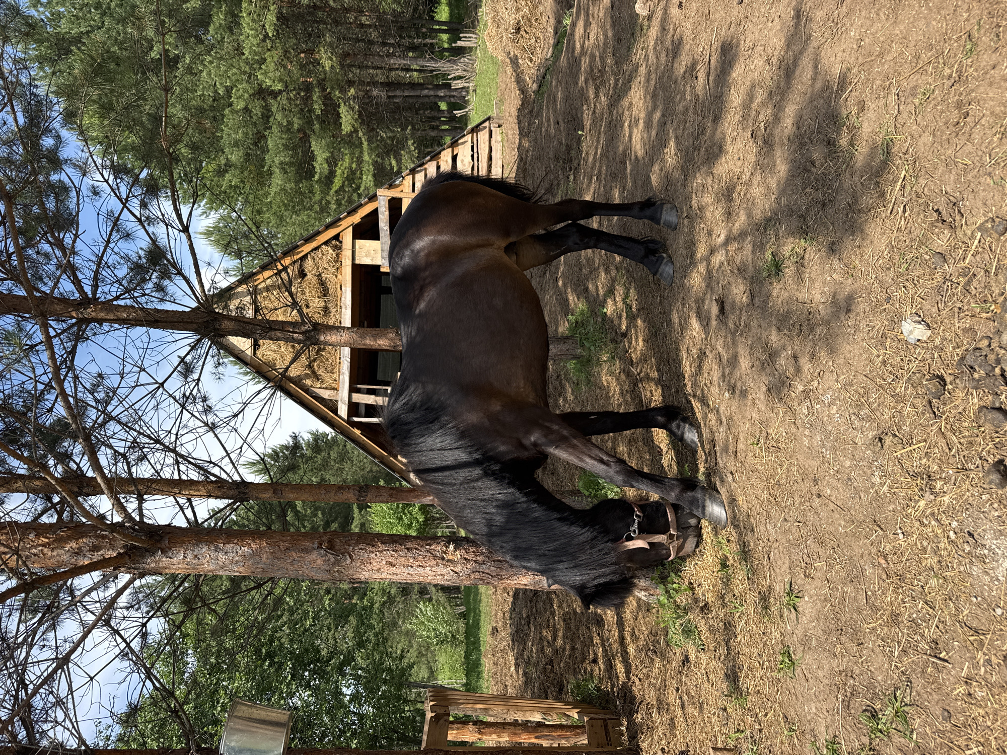 The image depicts a dark-colored horse with a black mane grazing in an outdoor area. The horse is wearing a halter. In the background, there is a rustic, A-frame wooden structure resembling a small building or shelter, partially covered with hay. Surrounding the area are pine trees and green foliage, suggesting a rural or wooded setting. The ground is a mixture of dirt and dry straw or hay. To the left, a wooden fence or enclosure and a metal bucket are visible. The overall scene appears to be a stable or paddock area in a forested environment, possibly on the outskirts of the city of Golyanovo, Russia, given the context. The lighting indicates it is daytime, with sunlight casting shadows.