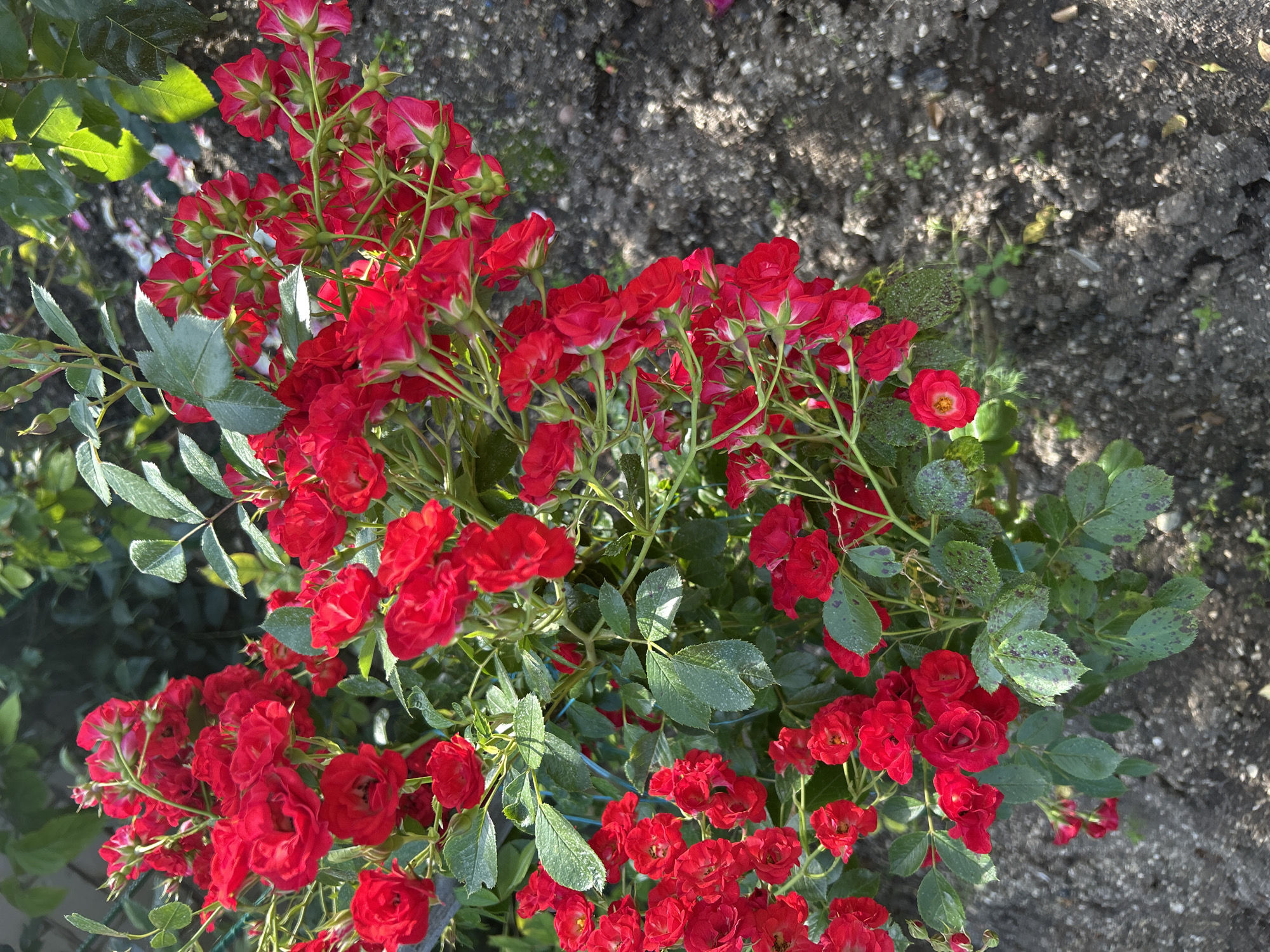 The image shows a close-up view of a dense bush of small red roses. The roses are in full bloom, with some buds still present. They are clustered together on thin green stems, intertwined with dark green leaves. Some of the leaves appear to have dark spots, possibly indicating a fungal disease or pest infestation. The background is a mixture of darker green foliage and dry, brown soil with scattered small stones and debris. The lighting suggests it is a sunny day, with dappled sunlight falling on the plants and ground. The scene appears to be an outdoor garden setting, likely in Gelendzhik, Russia, given the provided location context. There are no people or animals visible in the image.