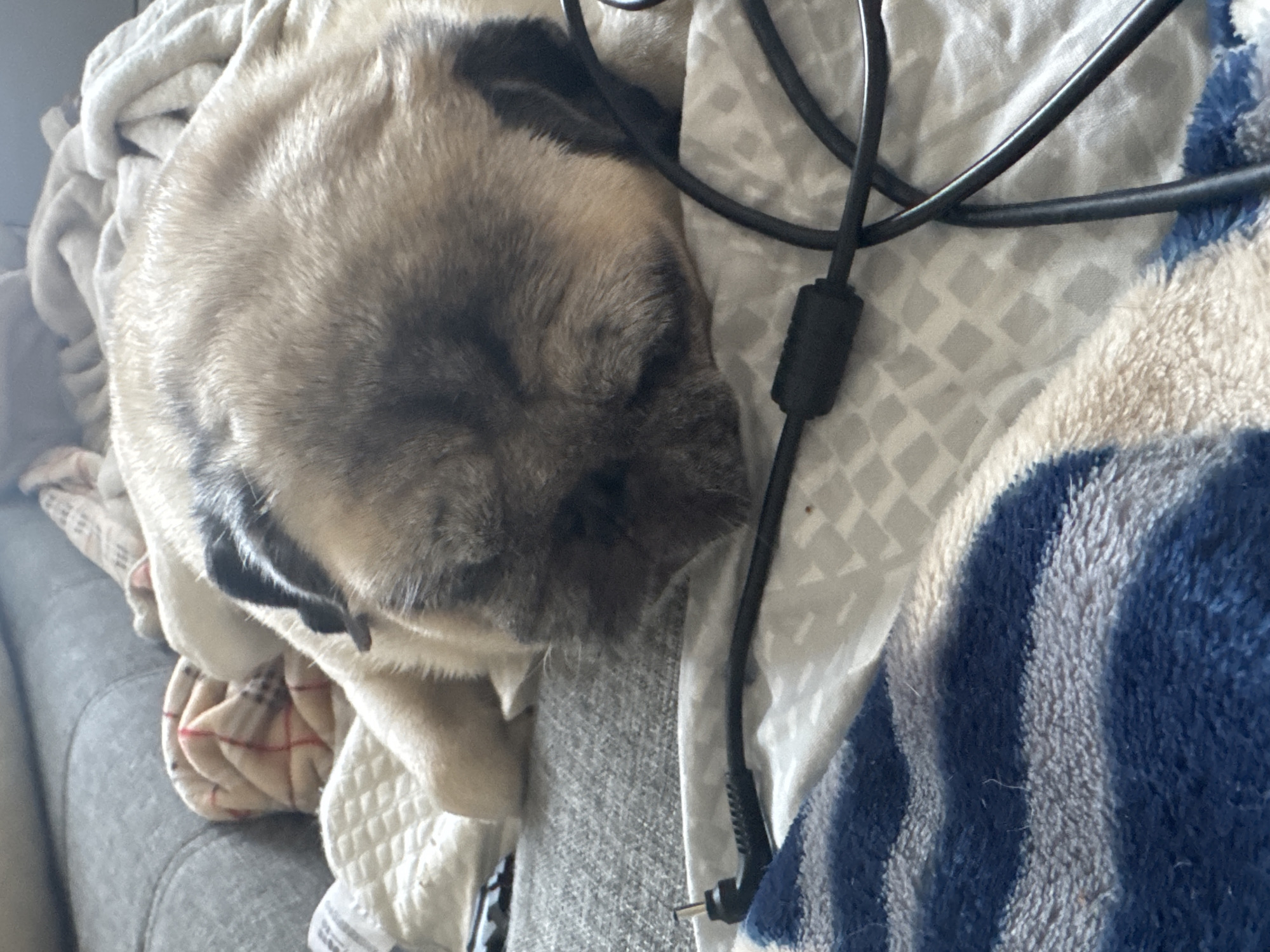 A pug dog is sleeping on a couch covered with blankets. The pug is light brown and tan with dark markings around its eyes and ears. It is lying on its side with its head resting on a blanket. A black cord with a black connector is lying across the blanket in front of the dog. The couch is gray, and other blankets are visible in the background. The lighting is soft, and the overall scene appears to be indoors. This image was taken in Bishkek City, Kyrgyzstan.