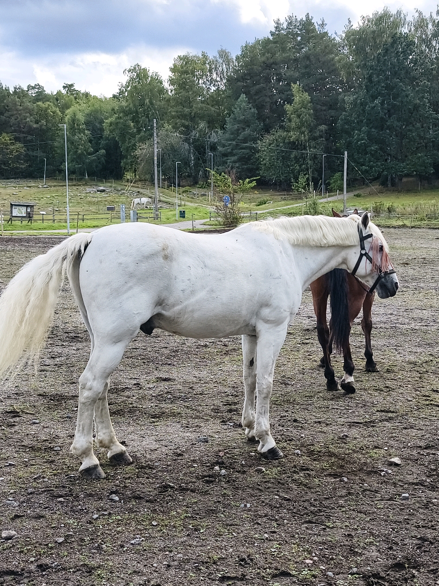 The image depicts an outdoor scene with two horses in a rural setting. The foreground features a large white horse facing left, with its rear end and tail prominently displayed. The horse has a long, flowing white mane and tail. Partially visible behind the white horse is a brown horse, also facing left. Both horses are standing on a muddy, gravelly ground. In the background, there is a fence, some trees, and a cloudy sky. Further in the distance, there are additional horses, a signpost, and lampposts, suggesting this might be a paddock or a stable area. The overall environment appears to be a natural landscape, possibly a farm or equestrian facility, located in Norrköping, Sweden.