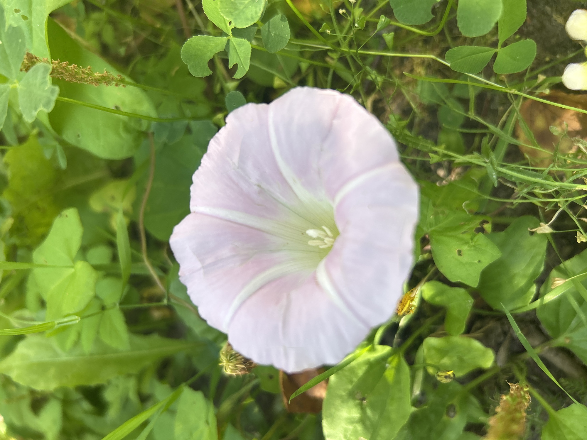 The image shows a close-up view of a single, light pink bindweed flower with white stripes on its petals, blooming amidst lush green foliage in a natural outdoor setting. The flower is in focus and occupies the center of the frame. The surrounding vegetation includes various green leaves and blades of grass, some of which appear slightly out of focus, creating a shallow depth of field. There are no people or animals visible in the image. The scene suggests a common natural environment, possibly a garden or a wild area. The location is identified as Kalitsino, Russia, however, this information cannot be visually verified from the image itself. The overall impression is one of a serene and picturesque natural moment.
