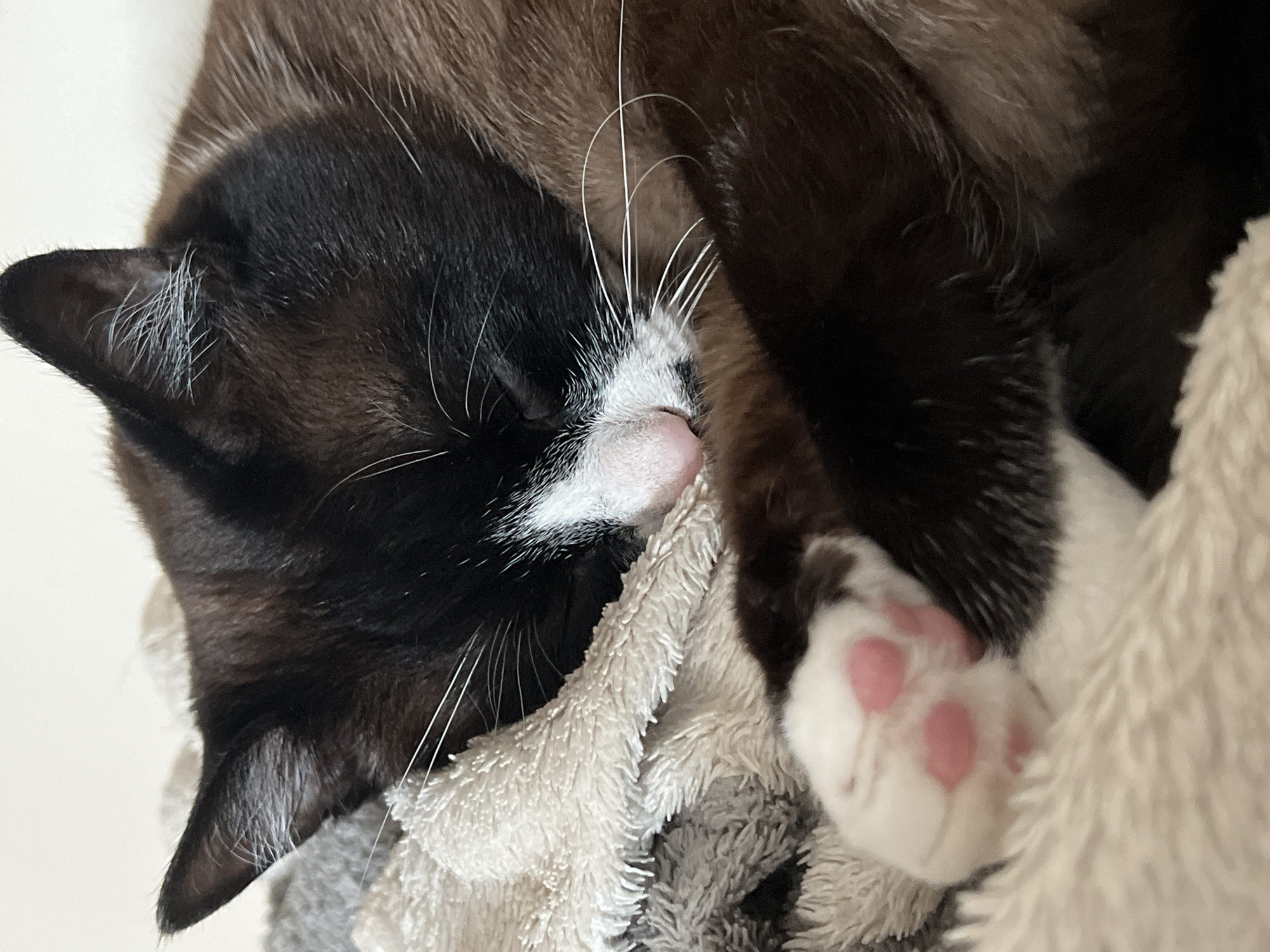 This is a close-up, eye-level, indoor shot of a sleeping Siamese cat. The cat has dark brown fur on its body and ears, with a black mask over its eyes and nose, and white fur on its chest and paws. Its eyes are closed, indicating it is asleep. The cat is curled up on a soft, textured blanket that is light beige and grey in color. The cat's front paws are visible, one of which is white with pink toe beans. The background is out of focus, but appears to be a light-colored wall or surface. The lighting is soft and natural. The image does not provide any information about the city of Noviy, Russia, or its location within that city.