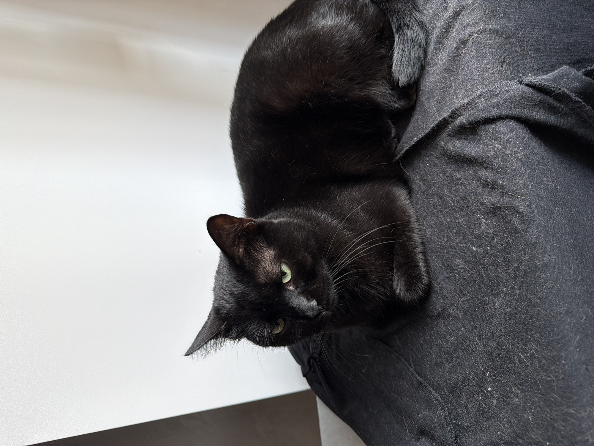 A black cat with green eyes is lying on a dark fabric. The cat is in the foreground, and the background is a white wall. The cat is looking to the left of the frame. The fabric appears to be a piece of clothing, possibly a shirt, as it has seams and folds. There are some small white specks on the fabric, which may be lint or dust. The lighting suggests the scene is indoors, with natural light coming from the left. There is no indication of the location being in Gabrovo, Bulgaria, or any other specific city.