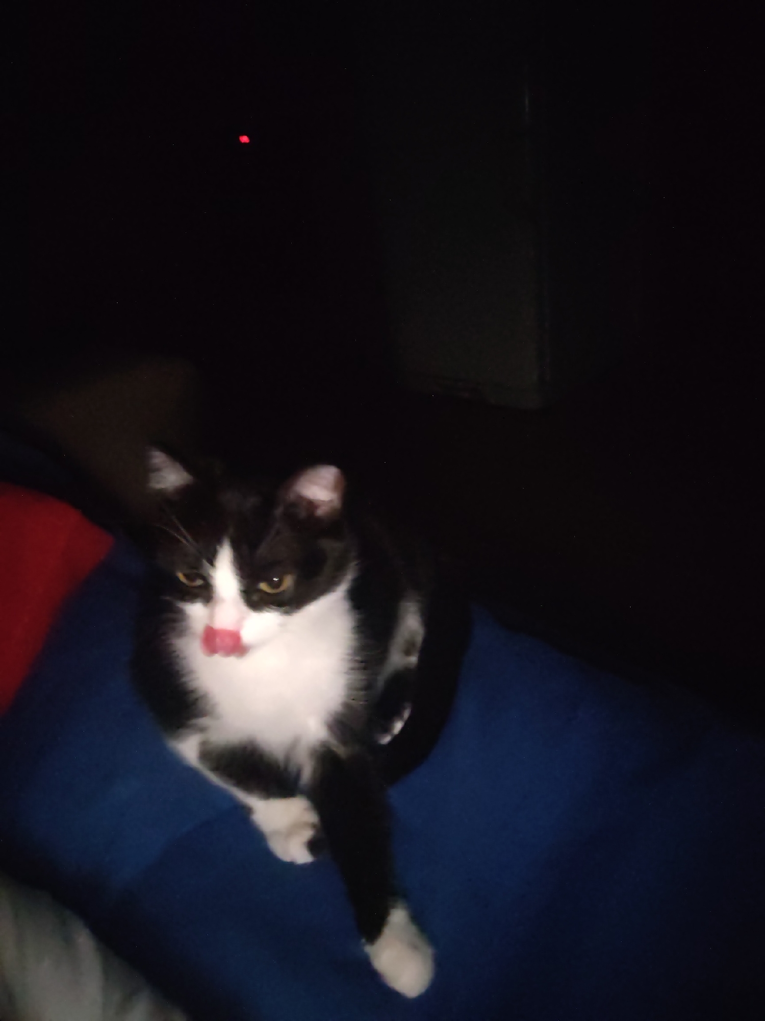 A black and white cat is licking its nose while sitting on a blue blanket. The background is dark with a red light visible in the upper left corner. The location is unknown.