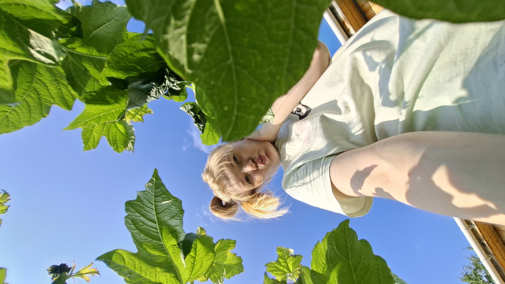 This media file is a low-angle, wide-shot selfie taken outdoors. The primary subject is a young person with blonde hair styled in two pigtails, looking towards the camera with their lips pursed. They are wearing a light green t-shirt. The background is a clear blue sky with a few wispy clouds. Lush green leaves from plants frame the top and bottom of the image, suggesting the person is positioned beneath foliage. The lighting indicates it is daytime, likely sunny, due to the bright sky and shadows cast on the person's clothing. The perspective, looking up from beneath the leaves towards the person and the sky, creates a sense of looking up through a canopy. There are no visible text elements in the image. The overall impression is a playful or curious self-portrait taken in a natural, green environment during daylight hours.