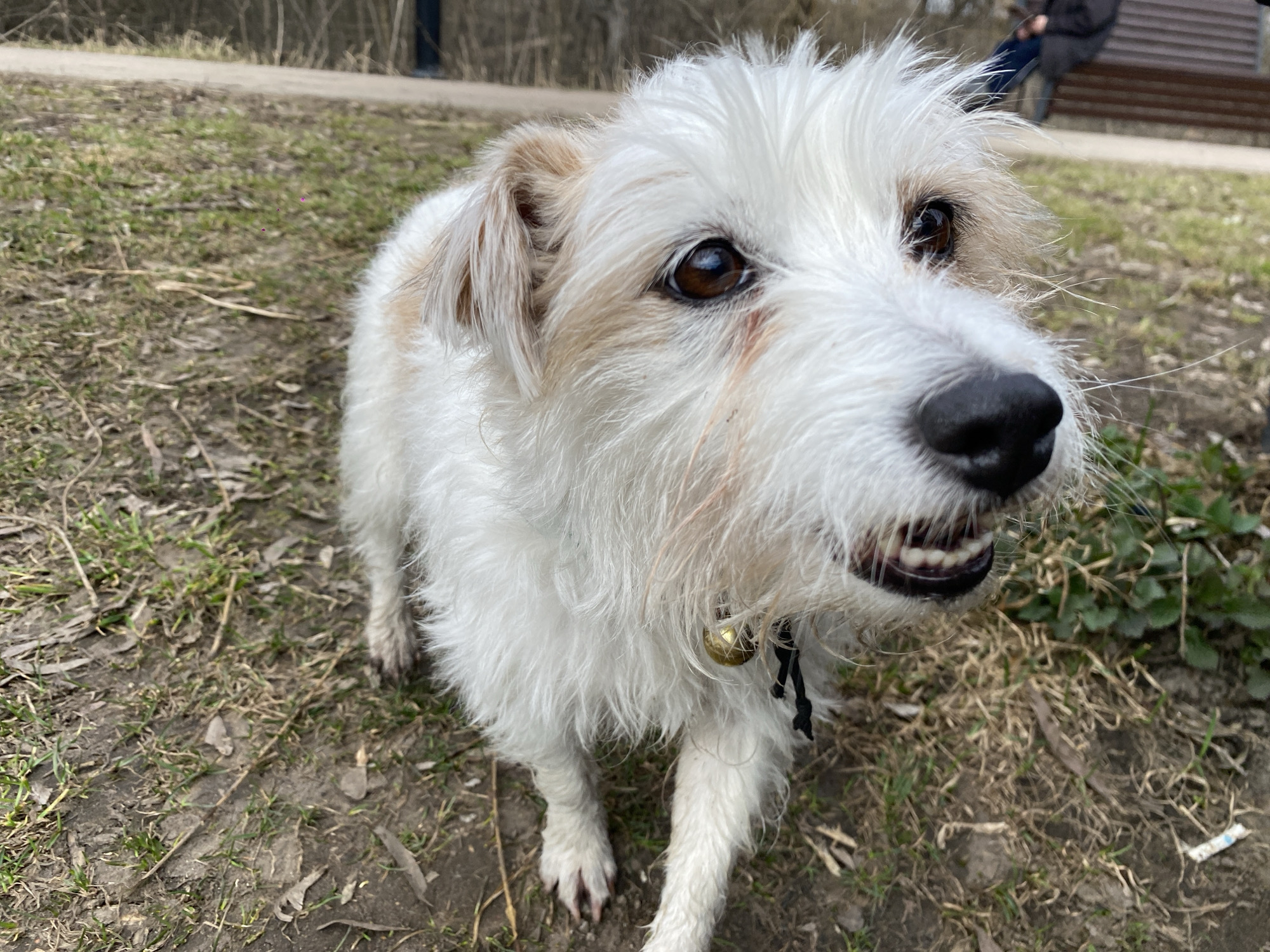 A close-up of a white, shaggy terrier-type dog with tan ears and a black nose, wearing a brass bell on a black cord, stands on dirt and grass. The dog is looking up and slightly to the right, with its mouth slightly open, revealing teeth. In the background, there's a path, grass, trees, and a person sitting on a bench. The location is Moscow, Russia.
