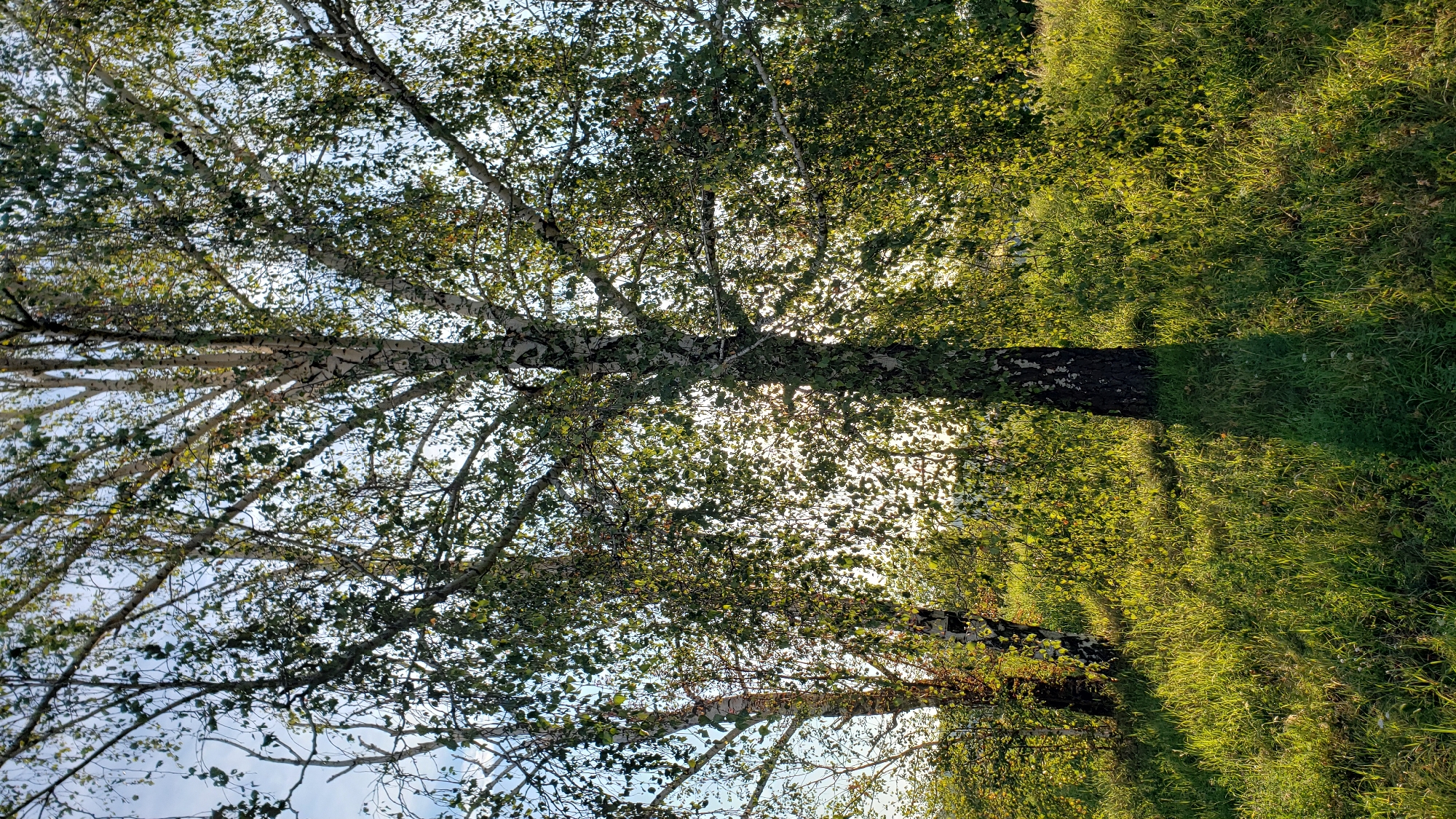 The image depicts a sun-drenched meadow with two prominent birch trees. The grass is long and green, bathed in the warm, golden light of what appears to be late afternoon or early morning sun. The birch trees have distinct white bark with dark markings and are covered in green leaves, which are partially silhouetted against the bright sky. The light filters through the foliage, creating dappled shadows on the grass. The background shows more trees and vegetation, suggesting a natural or park-like setting. The scene is peaceful and idyllic, with no people or discernible human activity. Given the prompt specifies Prešov, Slovakia, this image could represent a natural area or park within or on the outskirts of the city, potentially in the vicinity of the Dubravska hora hill or a similar green space.