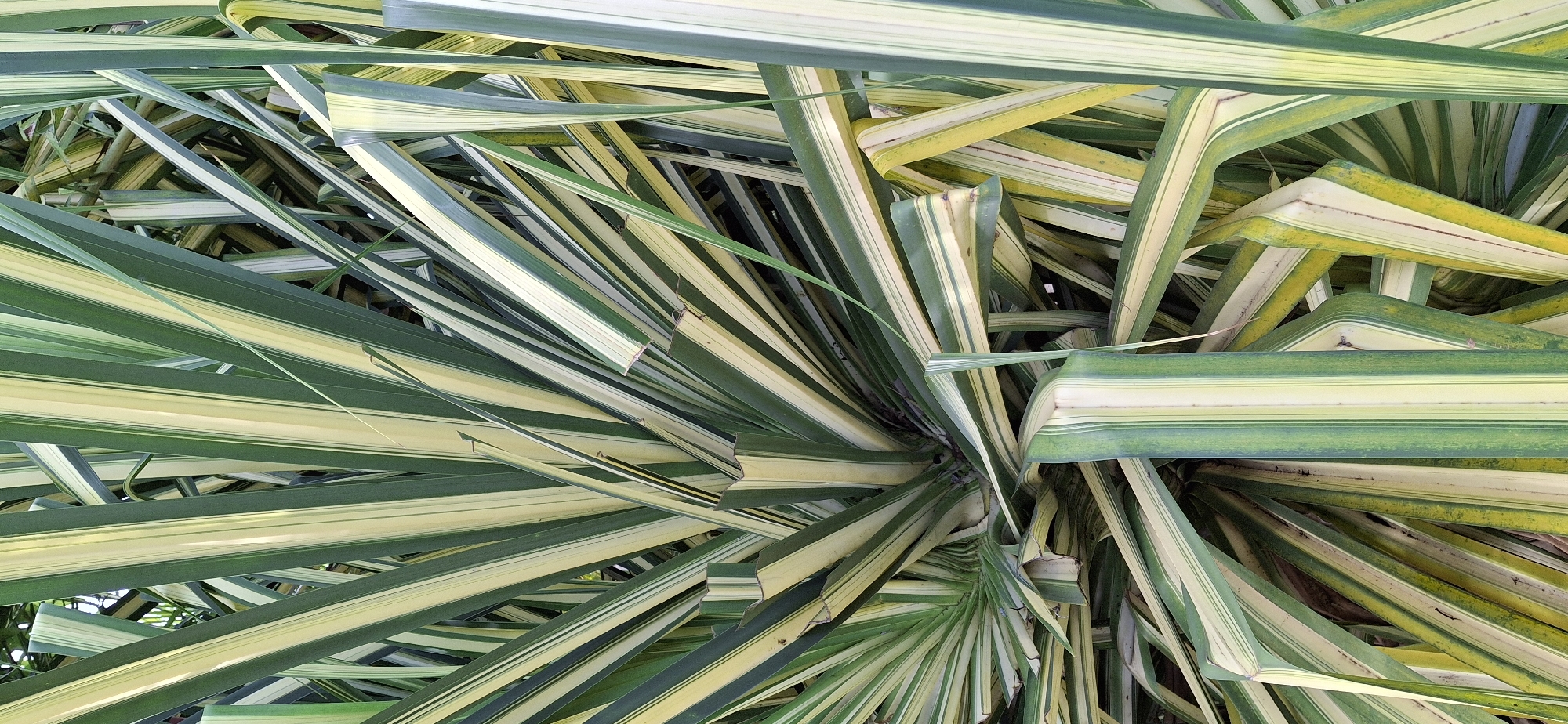 A close-up, eye-level shot showcases the vibrant, variegated leaves of a plant in Vallecito, Venezuela. The leaves are long and sword-shaped, with prominent stripes of deep green and creamy yellow. They fan out from a central point, creating a dense, layered effect. Some leaves are smooth and sleek, while others show slight serrations along their edges. The lighting highlights the textured surfaces of the leaves and casts subtle shadows, adding depth to the composition. The background is a blur of darker green foliage, suggesting the plant is part of a larger, lush environment. There are no people or animals visible in the frame.