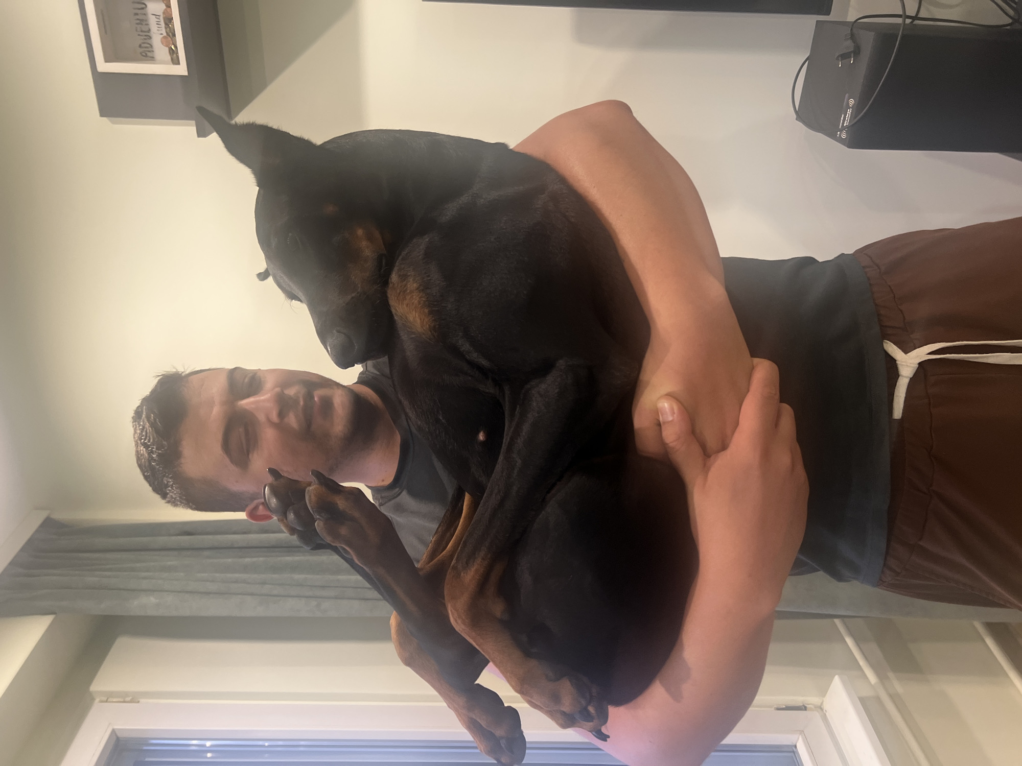 A man is holding a large black Doberman Pinscher dog in his arms. The man is wearing a dark t-shirt and brown sweatpants. The dog is curled up in the man's arms, with its head resting on the man's shoulder. The background shows a wall with a window and curtains on the left, and a shelf with a decorative item on the right. The scene appears to be indoors, possibly in a residential setting, and there is no information to suggest the location is in Sofia, Bulgaria.