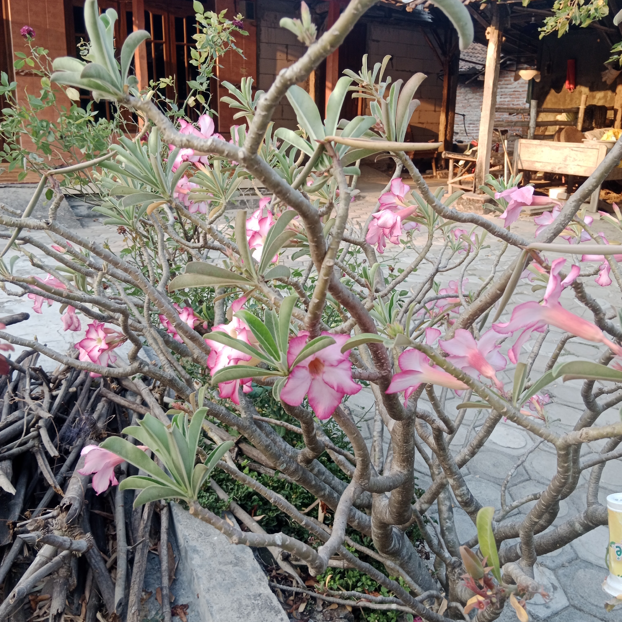 The image captures a close-up view of a flowering desert rose plant with pink and white blossoms and thick, gnarled branches. The plant is in the foreground, with its leaves and flowers prominent. In the background, a traditional Indonesian house with wooden doors and a thatched roof is visible. The setting appears to be outdoors, with cobblestone paving on the ground. The lighting suggests it might be late afternoon or early morning, with warm sunlight casting shadows. The overall scene depicts a common sight in a residential area of Ngringin, Indonesia, characterized by lush vegetation and traditional architecture.