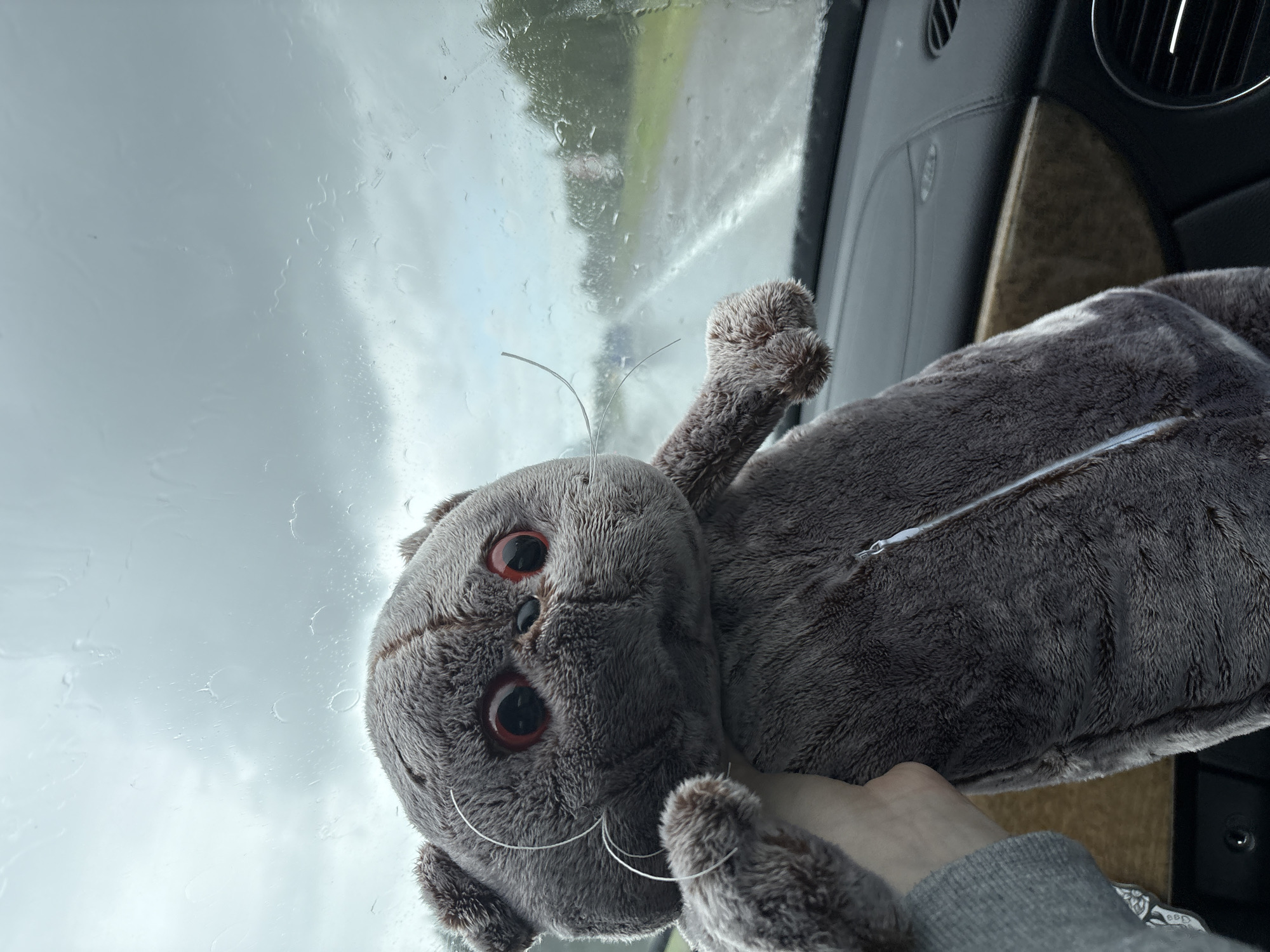 A plush grey cat toy with red eyes and white whiskers is held by a person's hand in the passenger seat of a car. The cat is positioned in front of the car's windshield, which is covered in raindrops. Outside the windshield, a road is visible stretching into the distance, with trees and greenery lining the sides. The sky is overcast and grey, indicating rainy weather. The car's interior is visible, with a wooden dashboard trim and part of the steering wheel. The scene suggests the car is in motion on a road, possibly in the rural area of Гацукоўскі сельскі Савет, Belarus, given the time of year and weather conditions.