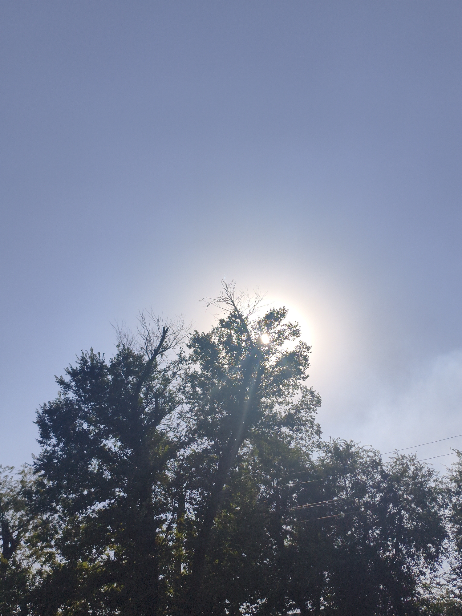 A sun partially obscured by trees creates a bright halo effect against a pale blue sky in a scene that appears to be outdoors, possibly in a park or residential area. The sun's rays are visible, casting a glow through the branches. In the foreground, the dark silhouettes of dense trees with green foliage dominate the lower portion of the image. Some bare branches are also visible amongst the leaves, suggesting a mix of deciduous and evergreen trees, or perhaps some deadwood. Faint wisps of what might be smoke or clouds are present in the sky to the right of the sun. The overall impression is a bright, sunny day with the sun's intensity tempered by the tree canopy. There are no people or specific urban landmarks identifiable in this image that would definitively place it within the city of Taraz city administration, Kazakhstan.