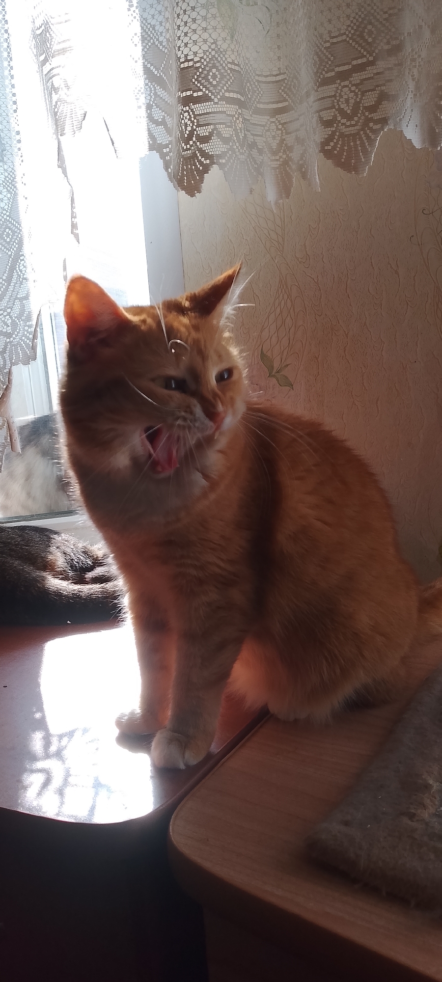 An orange cat is sitting on a table, yawning. The cat is illuminated by sunlight streaming through a window, which is covered by a lace curtain. The background consists of a wall with a textured pattern. Another cat, mostly obscured, is visible on the left side of the image. The scene appears to be indoors. The image was taken in Belgorod, Russia.