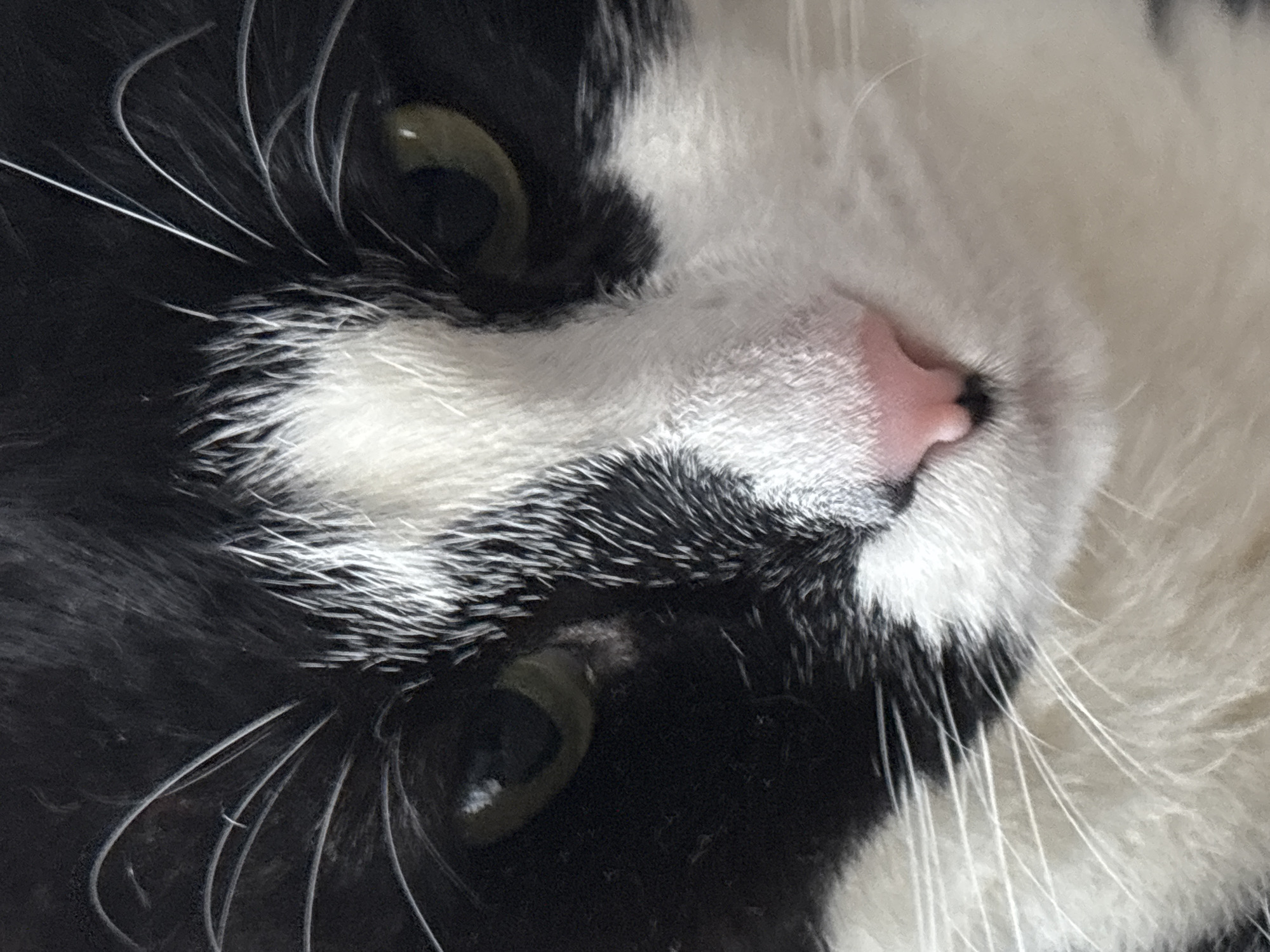 The image is a close-up, frontal shot of a black and white cat's face. The cat's fur is predominantly black with white markings on its muzzle, chin, and chest. Its eyes are partially visible and appear to be green or yellow. Prominent white whiskers fan out from its muzzle. The cat's nose is a soft pink. The background is dark and out of focus, suggesting the photograph was taken indoors. There is no visible context of Saint Petersburg, Russia, or any other urban environment.