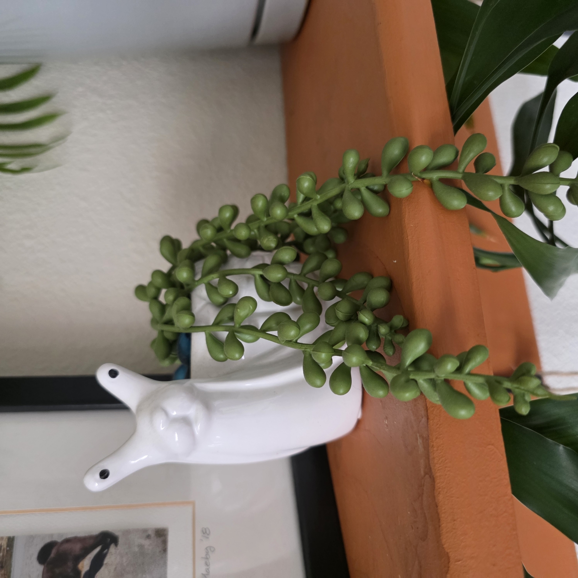 This is a close-up, eye-level, indoor shot of a faux string of pearls succulent plant spilling out of a white ceramic llama planter. The planter is positioned on an orange shelf. To the left of the planter is a framed picture with a horse in motion and the inscription "Maeby '18." The background is a textured off-white wall. The lighting is soft and even. The scene is a still life. The location is the city of Beaverton, United States of America.