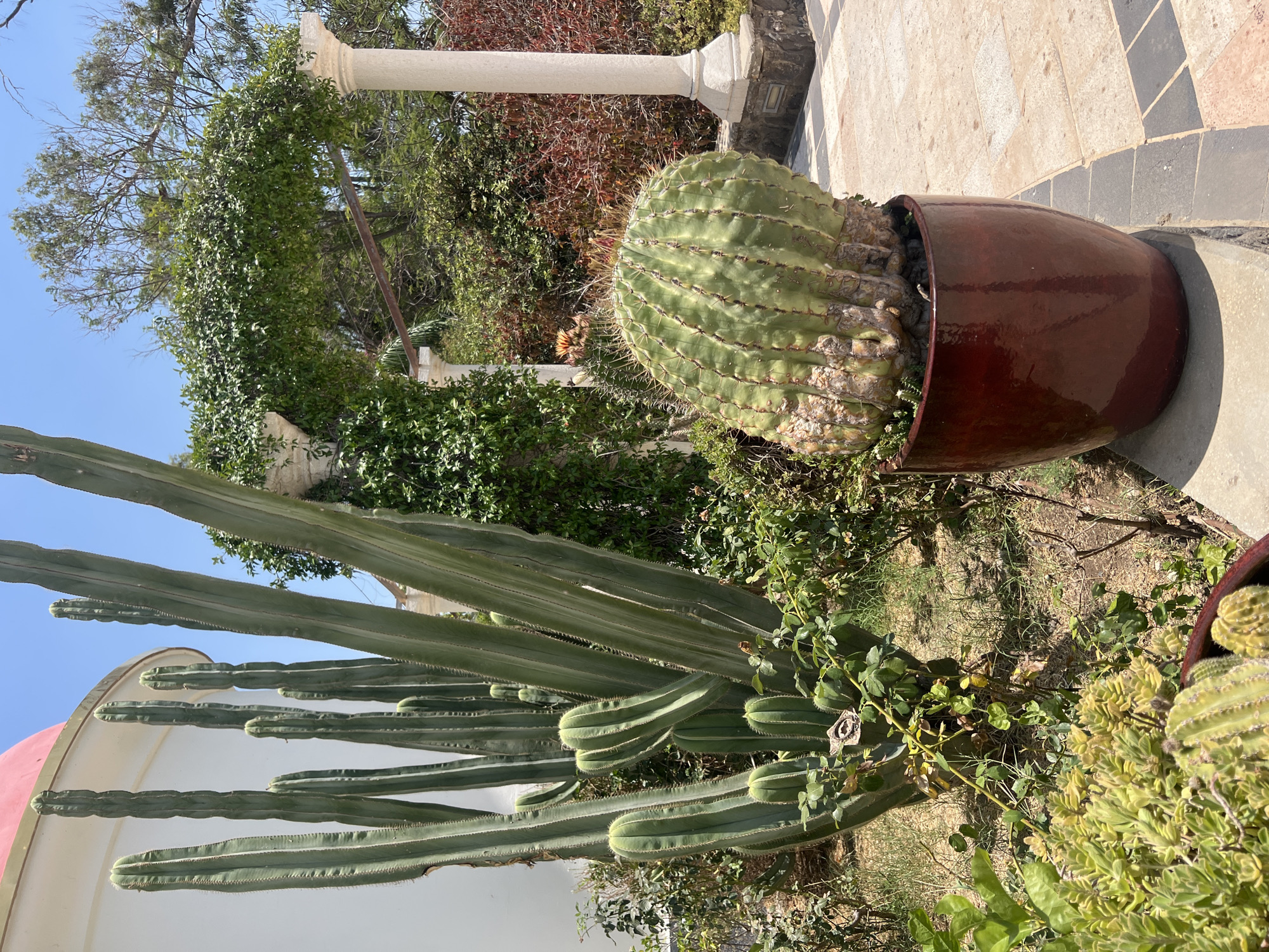 The image depicts a sunny outdoor scene with a variety of desert plants, suggesting a location in a warm climate. In the foreground, a large, round, green cactus with prominent ribs sits in a dark red, glossy pot. The cactus shows some signs of age and potential scarring at its base. Behind it, a cluster of tall, columnar cacti with multiple ribbed arms rises vertically. To the left, a portion of a building with a curved, pinkish-red dome is visible. In the background, an arched structure covered in lush green vines is supported by two white columns, adding an architectural element to the natural landscape. Beyond the arch, trees with sparse foliage and other dense, reddish-brown shrubs are present. The ground is paved with a patterned walkway made of light-colored and dark square tiles. The overall environment suggests a garden or botanical setting in the city of Emek HaYarden Regional Council, Israel, known for its arid climate and diverse plant life.