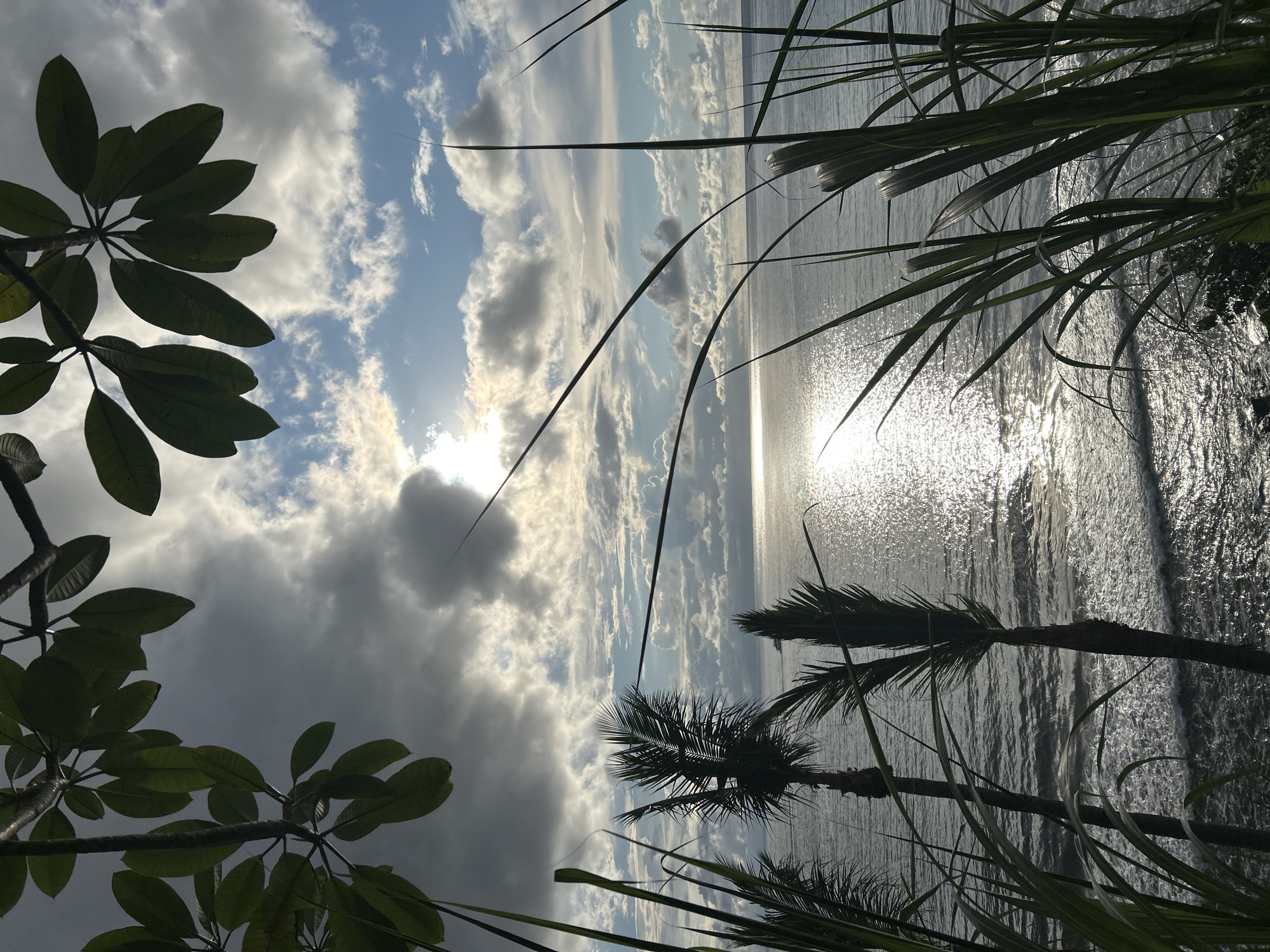 Captured from Senggigi, Indonesia, the image presents a view of the ocean under a partly cloudy sky. The sun's reflection creates a bright path on the water's surface. Foliage from trees frames the scene on the left, while tall grasses are visible on the right. Palm trees are also visible along the water’s edge.