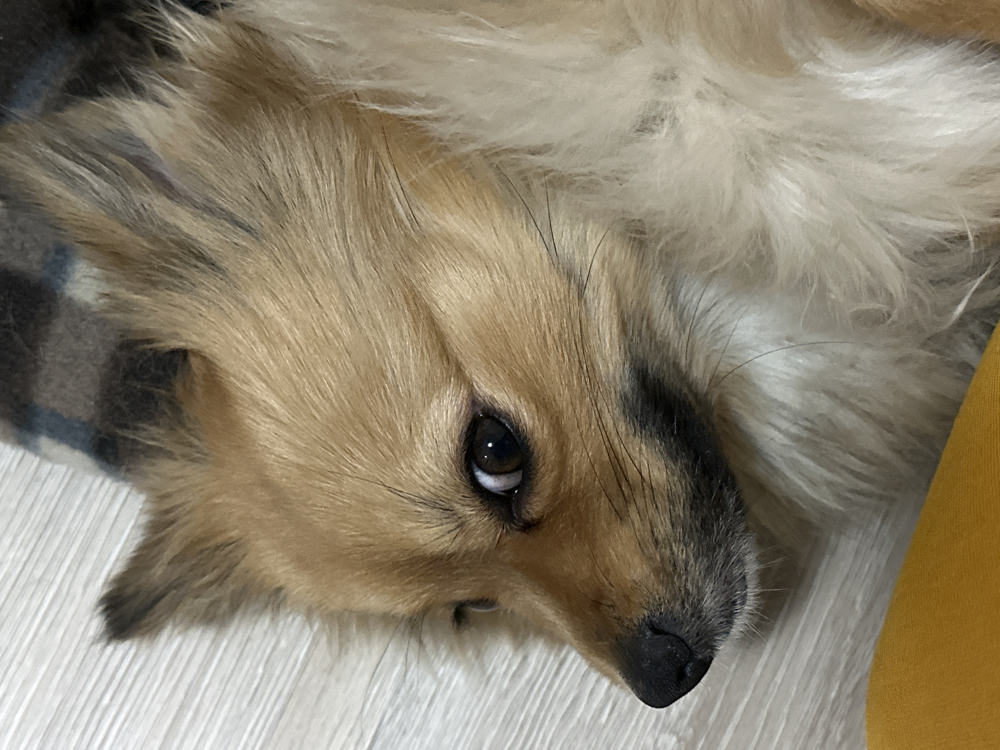 A close-up, slightly off-kilter view focuses on the head of a dog lying on a white, textured surface. The dog has a mix of light brown and white fur, with a dark nose and brown eyes. The dog's gaze is directed upward, toward the camera. To the left of the dog's head is a gray plaid pattern, likely from a blanket. To the right of the dog is a patch of bright yellow fabric. The setting seems to be indoors, likely on a floor or bed. The image does not provide any information related to a specific city or location, therefore it's impossible to determine if it was taken in Plovdiv, Bulgaria.