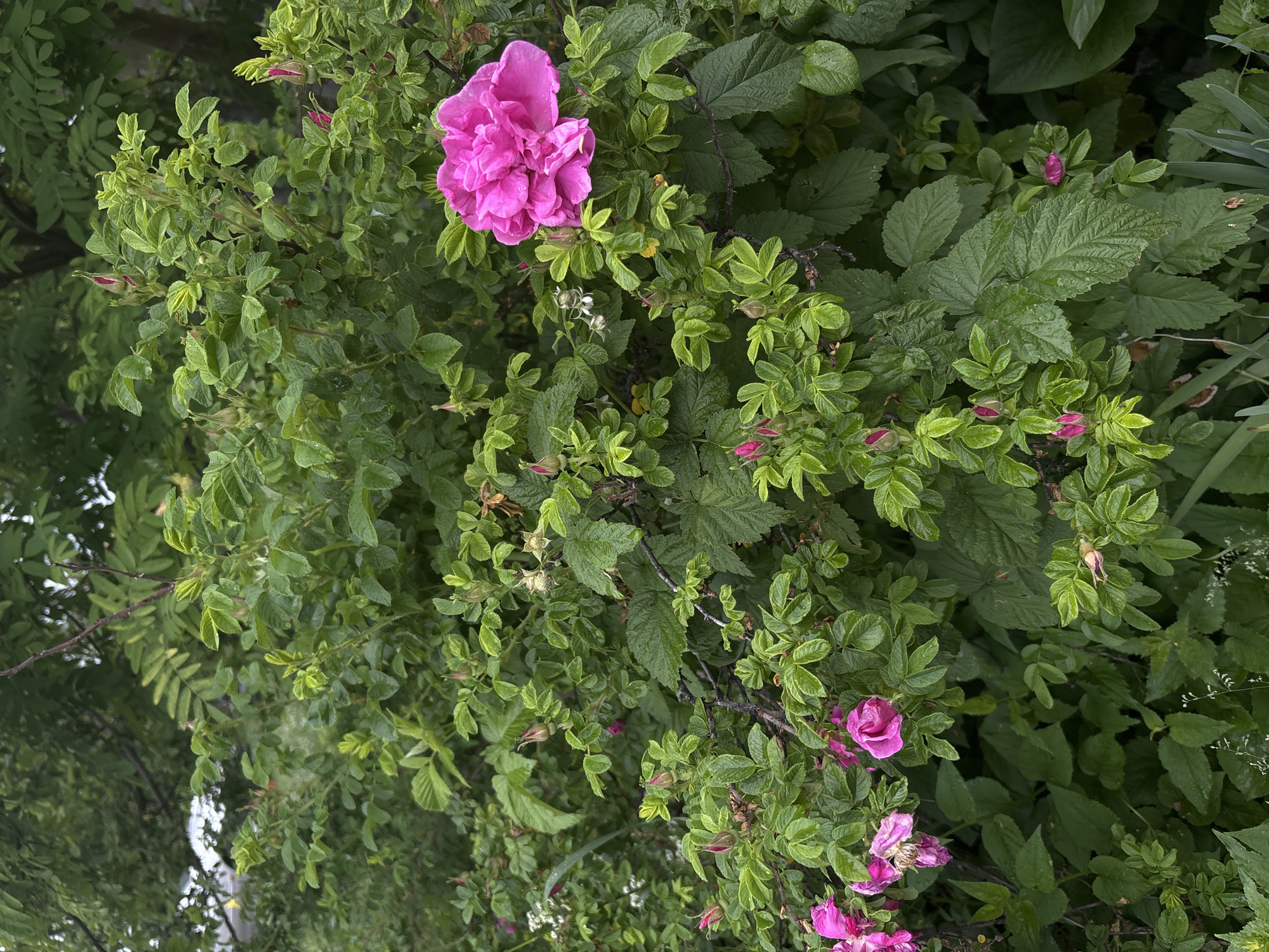 This is a medium shot, eye-level photograph of a rose bush in bloom, located in Vishnevka, Russia. The bush is lush and green, with numerous leaves and a dense canopy. Several bright pink roses are visible, some in full bloom and others as buds. One large, fully opened rose is prominent in the upper right quadrant of the image. The leaves are glossy and appear to be wet, suggesting recent rain or dew. Small white flowers and seed pods are also interspersed among the leaves. The background is filled with more greenery, indicating a natural outdoor setting. No people or animals are present in the scene.