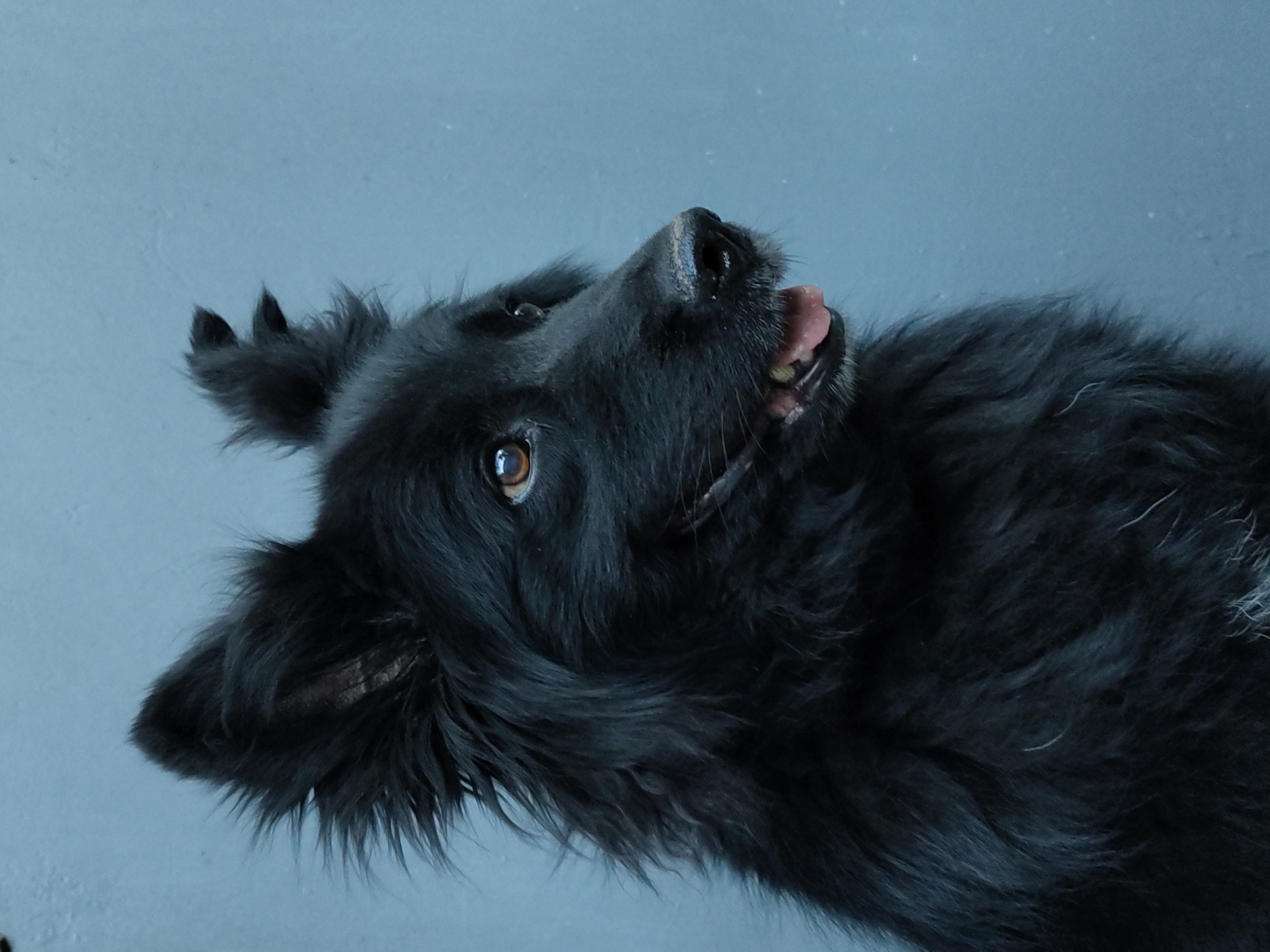 A close-up, angled shot shows the face of a black dog looking upwards, its head tilted back. The dog's mouth is slightly open, revealing its tongue and teeth. Its fur is dark and shaggy, with wisps of hair around its ears and face. The background is a plain, light blue wall, providing a soft contrast to the dark fur. The lighting appears to be natural, possibly from an overhead source, casting a gentle glow on the dog's features. The dog's eyes are open and bright, with a warm, amber hue. The overall impression is one of playfulness or a moment of relaxation, with the dog seemingly in mid-yawn or pant. There is no visible text in the image. The scene is simple and intimate, focusing entirely on the dog's expression and texture.