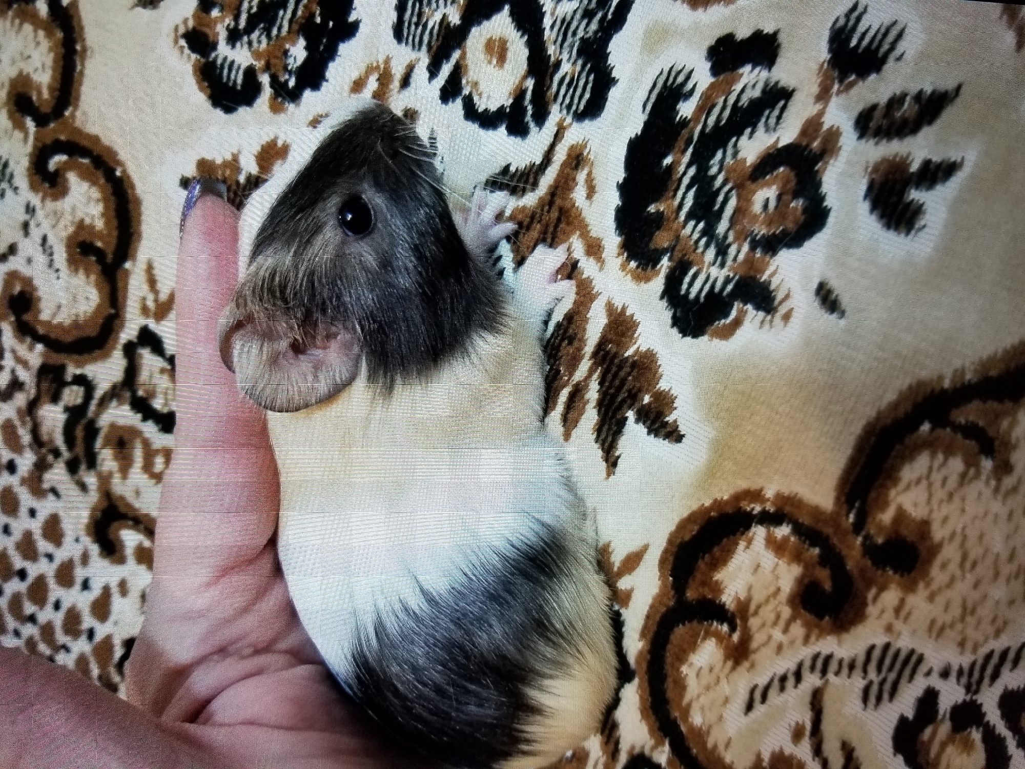 An adult hand with pink skin, fingernails painted with purple nail polish, is gently holding a guinea pig. The guinea pig has a predominantly white body with patches of black and brown fur on its head and back. It is lying on a patterned fabric, likely a blanket or upholstery, with swirling brown and black designs on a light beige background. The scene appears to be indoors, in a domestic setting, with no specific landmarks in Tiraspol, Moldova identifiable.