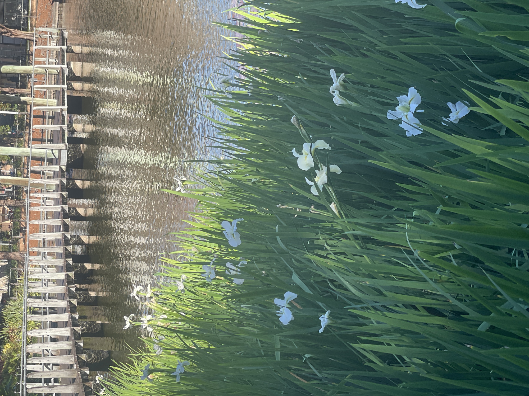 A close-up, low-angle shot captures a cluster of white iris flowers and their long green leaves in the foreground. The flowers are delicate with ruffled petals and some are partially obscured by the foliage. In the background, a calm body of water reflects the sky and a wooden boardwalk with white railings. The boardwalk appears to be constructed of weathered wooden planks and supported by sturdy posts. The water is rippled, suggesting a gentle breeze. Beyond the boardwalk, there are hints of trees and buildings, indicating an urban setting. The lighting suggests it is either early morning or late afternoon, casting a warm glow on the scene. This scene is typical of theRoma Street Parkland in Brisbane City, Australia, known for its diverse flora and scenic water features.