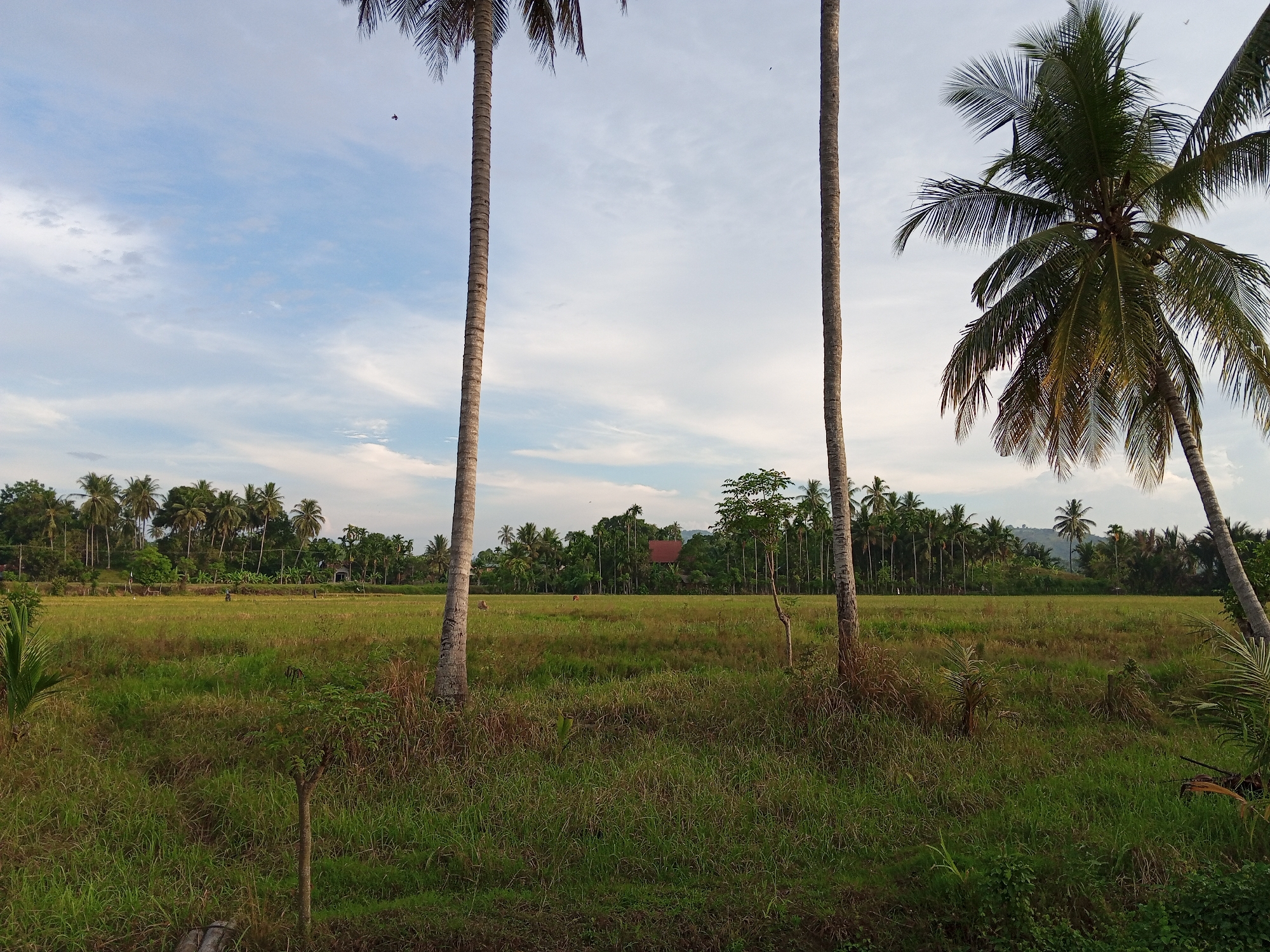 The image shows a rural landscape in Buketteukuh, Indonesia, under a partly cloudy sky. In the foreground, tall grass and some smaller plants are visible, with the trunks of two palm trees framing the center of the scene. A third, larger palm tree is on the right, its fronds extending into the upper right corner. Beyond the foreground, a vast, green field, likely a rice paddy, stretches towards a dense line of palm trees and other vegetation in the middle ground. A few small structures, possibly houses, are visible nestled within this treeline. The background consists of more trees and a gentle hill. A single person is faintly visible walking in the middle distance across the field, and two small dark shapes, possibly birds, are present in the sky.