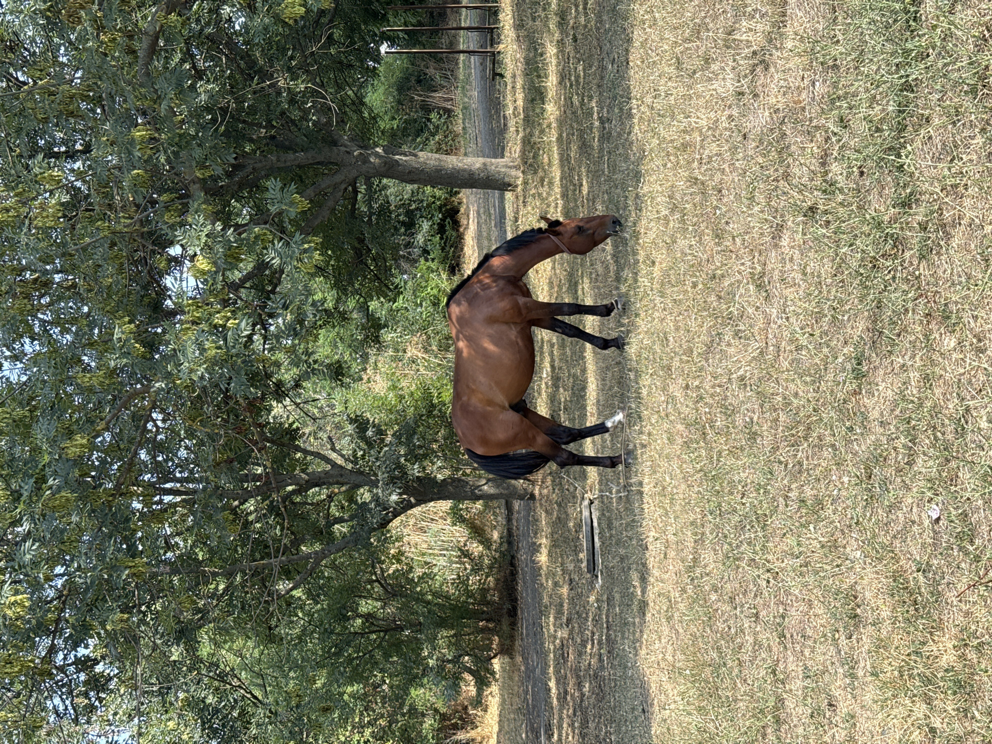 In Ekzarh Antimovo, Bulgaria, a brown horse grazes in a dry, grassy field under the shade of two large trees. The horse, facing right, has its head lowered to the ground, eating grass. Its mane and tail are black. The field is sparsely covered with dry, yellow grass, suggesting a dry season. In the background, dense green foliage of trees and bushes creates a natural, almost wild setting. Sunlight filters through the leaves, casting dappled shadows on the ground. A thin rope or tether is visible, attached to the horse's leg and extending to a dark, rectangular object on the ground. The overall impression is one of a peaceful, rural scene.