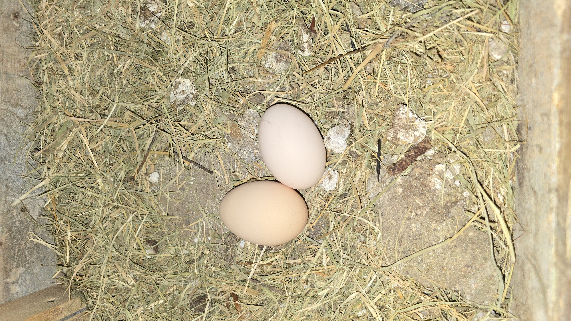 Two chicken eggs are nestled in a nest of dry straw. One egg is a light brown color, and the other is a pale pinkish-beige. The nest is situated within a wooden structure, likely a coop. The background consists of straw, dirt, and a few small rocks. The lighting suggests an indoor or shaded outdoor environment.