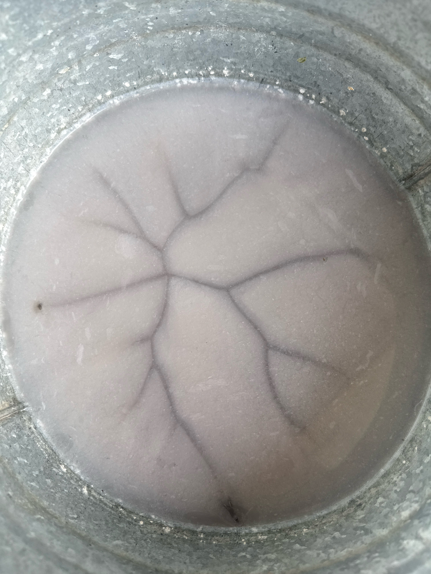 A close-up, overhead view of a galvanized metal bucket containing cloudy, grayish water. A network of fine, dark lines, resembling cracks or a vein-like pattern, is visible on the surface of the water. The bucket's rim is textured and shows signs of wear and some white residue. There is a small dark speck, possibly an insect or debris, floating on the water's surface. The image appears to be taken outdoors, given the natural lighting and the context of a bucket, possibly in a garden or outdoor storage area in Karavantepa, Uzbekistan.