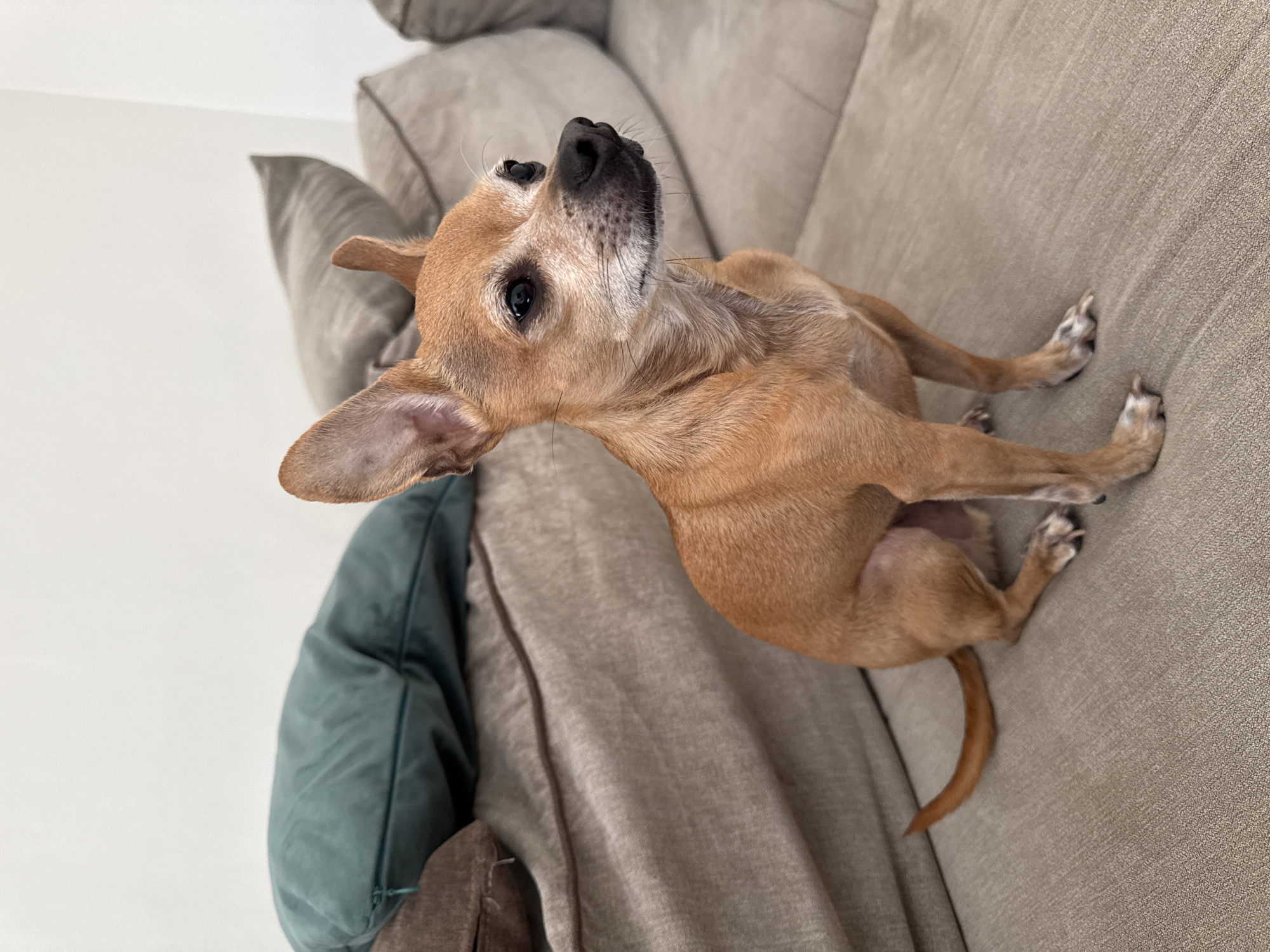 A small, light brown dog, likely a Chihuahua or similar small breed, is the central subject of the image. The dog has short, smooth fur of a tan or caramel color, with some lighter fur around its muzzle and chest. It has large, upright ears, dark eyes, and a black nose.
The dog is seated on a textured, light beige or taupe fabric sofa, with its front paws positioned on the seating cushion and its hind legs tucked beneath it. Its head is tilted upwards and slightly to the right, and its gaze is directed out of the frame, suggesting alertness, curiosity, or engagement with something or someone above its line of sight.
To the left of the dog, a portion of a teal or dark green decorative pillow is visible, contrasting with the neutral tones of the sofa. The background on the far left consists of a plain, light-colored wall, likely white or off-white. The image is taken from a slightly elevated perspective, looking down at the dog on the sofa. The lighting indicates an indoor setting. There is no visible text in the image. The location context for the photo is Sofia, Bulgaria.