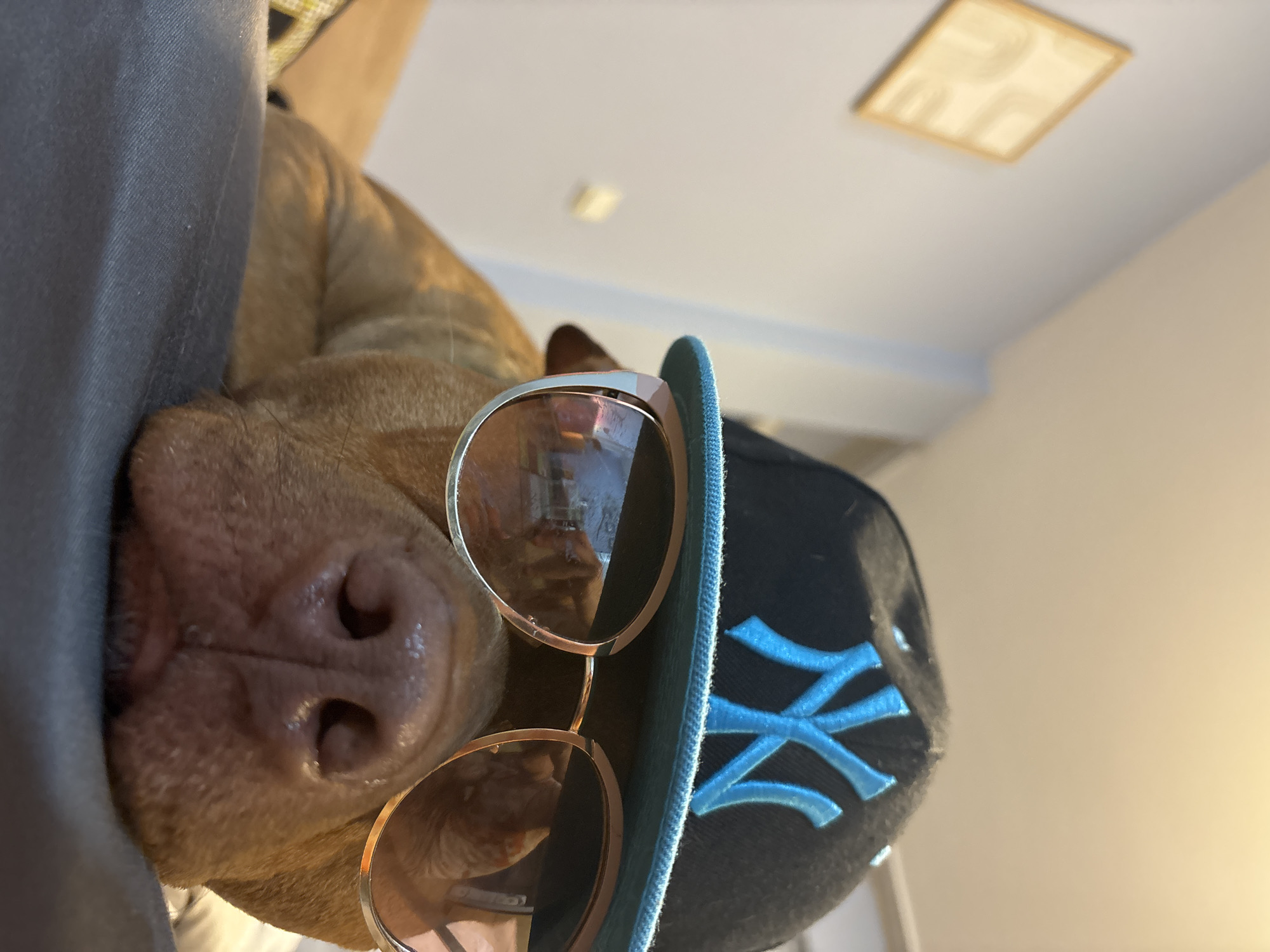 An eye-level, rotated shot captures the head of a reddish-brown dog, likely a pit bull or similar breed, from a low angle looking upwards. The dog's snout, moist nose, and part of its muzzle are prominently displayed on the left side of the frame, resting against a grey fabric, possibly clothing.
The dog is accessorized with a pair of fashionable sunglasses, featuring light-colored frames and subtly tinted lenses that reflect parts of the indoor surroundings. Perched on its head is a black baseball cap, embroidered with the distinct light blue "NY" logo, commonly associated with the New York Yankees.
The background consists of a bright, plain white or off-white ceiling, with a square-shaped, recessed light fixture visible in the upper right corner. A blurred, warm-toned object, possibly furniture, is also present in the background. The scene is well-lit, suggesting daytime indoors. The dog's appearance, with its sunglasses and cap, gives off a playful and "cool" impression. This moment takes place in Sofia, Bulgaria.