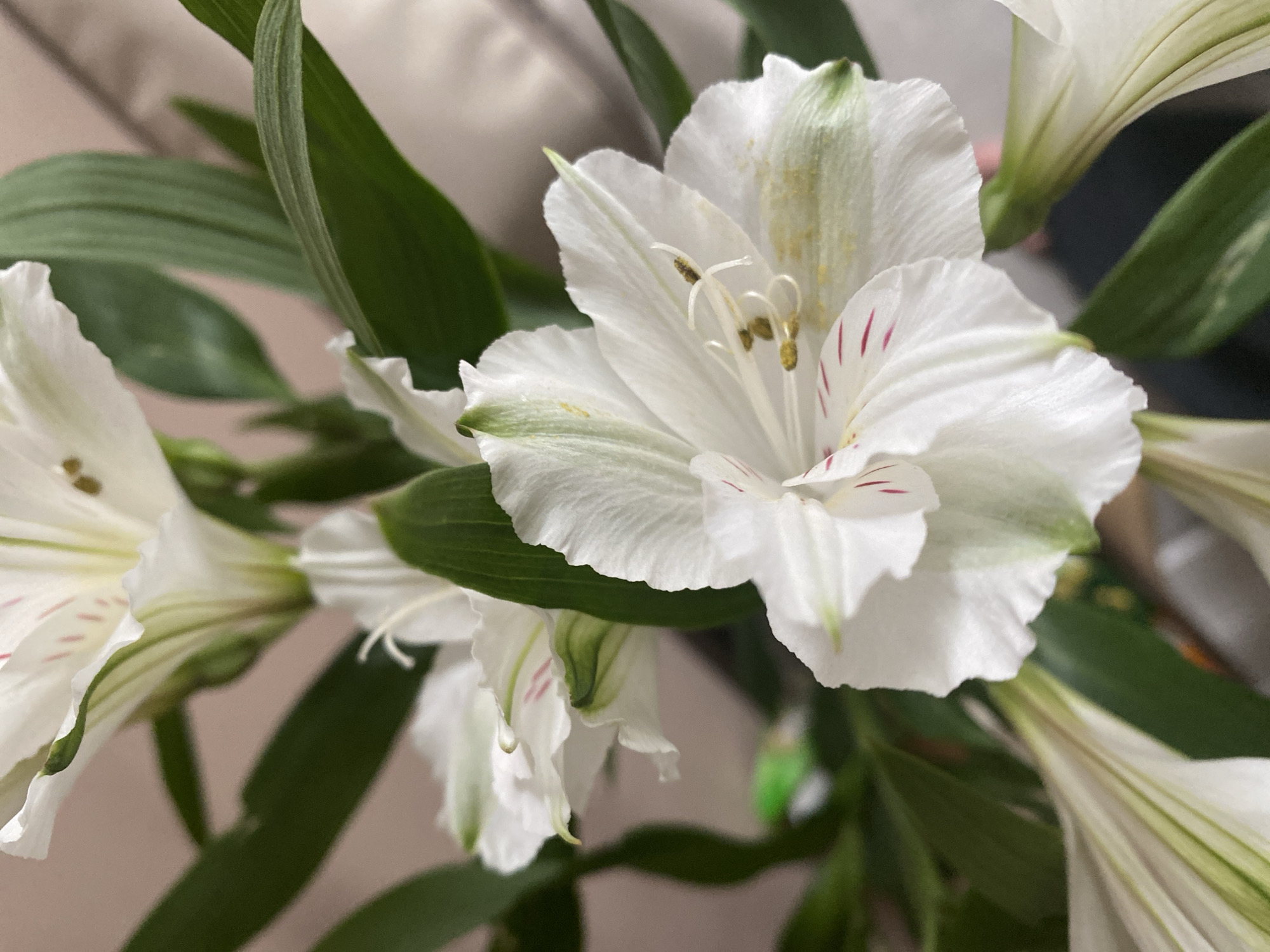 The image shows a close-up of white Alstroemeria flowers with green leaves. The petals have faint red markings. The focus is on the flower in the center, showing its stamen. The background is blurred. There is no indication of location, including Chaikovsky, Russia, or any people or interactions in the image.