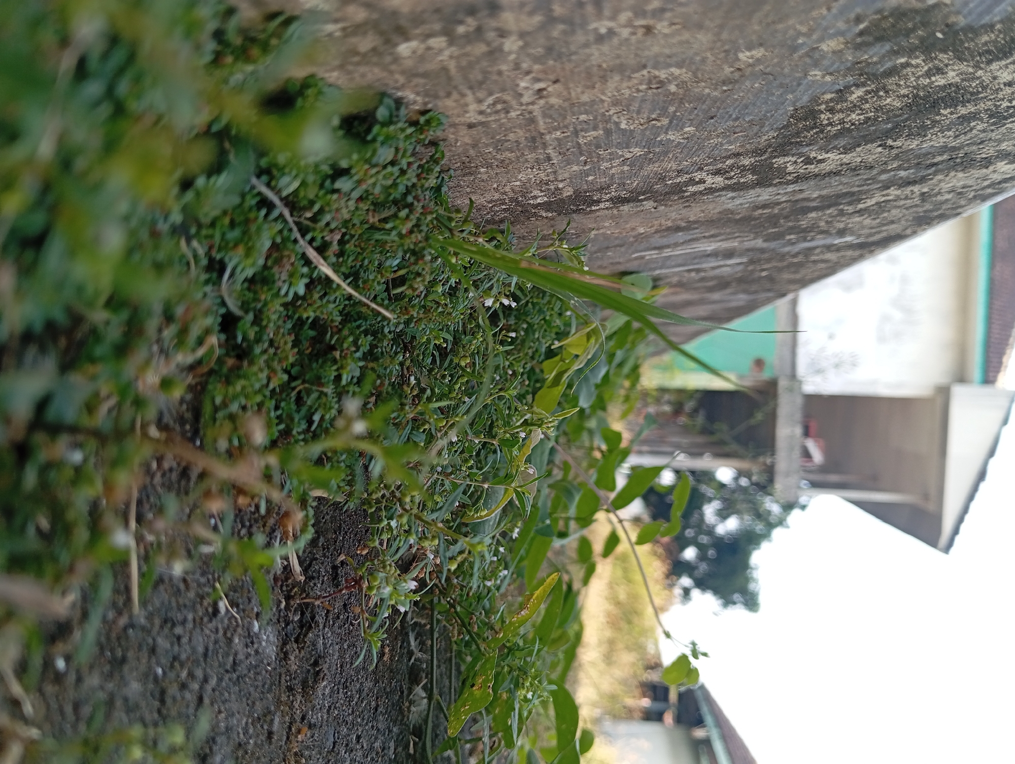 This image is a close-up, low-angle shot of vegetation growing next to a textured concrete wall. The wall, on the left side of the frame, is rough and shows signs of weathering. In the foreground, a variety of small green plants with tiny white flowers are densely packed. A single blade of grass stands taller amongst them. The ground appears to be a mix of soil and gravel. In the background, slightly out of focus, are buildings, suggesting an urban or semi-urban environment. One building is light-colored with multiple stories and balconies. The sky is bright and appears to be daytime. The scene is likely located in Pandaan, Indonesia, given the context. There are no people or animals visible in the image.