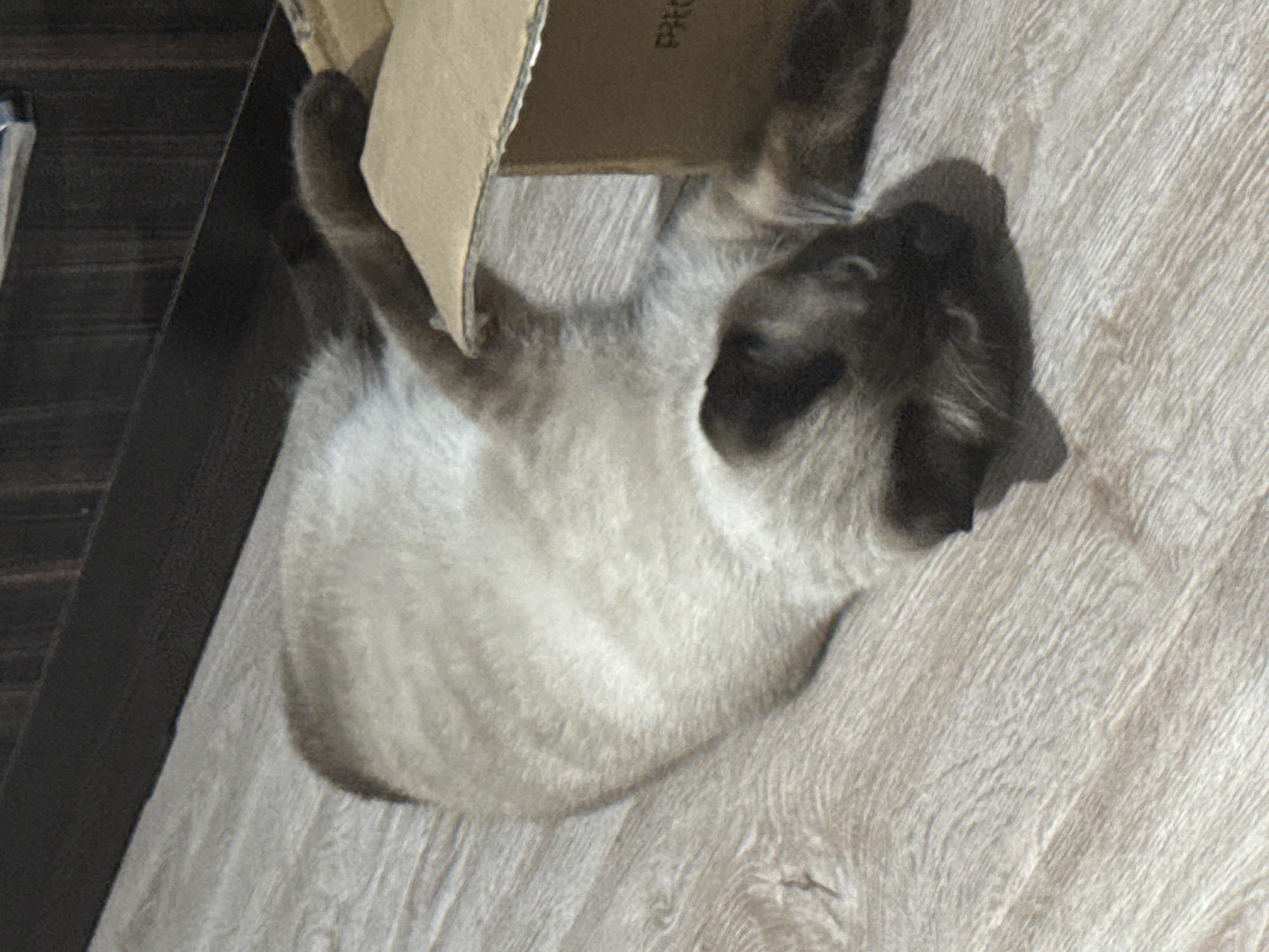 The image depicts a cat lying on a wooden floor near a cardboard box. The cat is a Siamese breed, with light brown fur and darker brown points on its face and ears. It is lying on its back, with its paws extended. The cardboard box is partially open and appears to be empty. The floor is light brown with a wood grain pattern. The background is a dark brown wall or piece of furniture. The scene appears to be indoors, in a domestic setting. There is no information in the image to suggest a specific location within the city of Vostok, Kyrgyzstan.