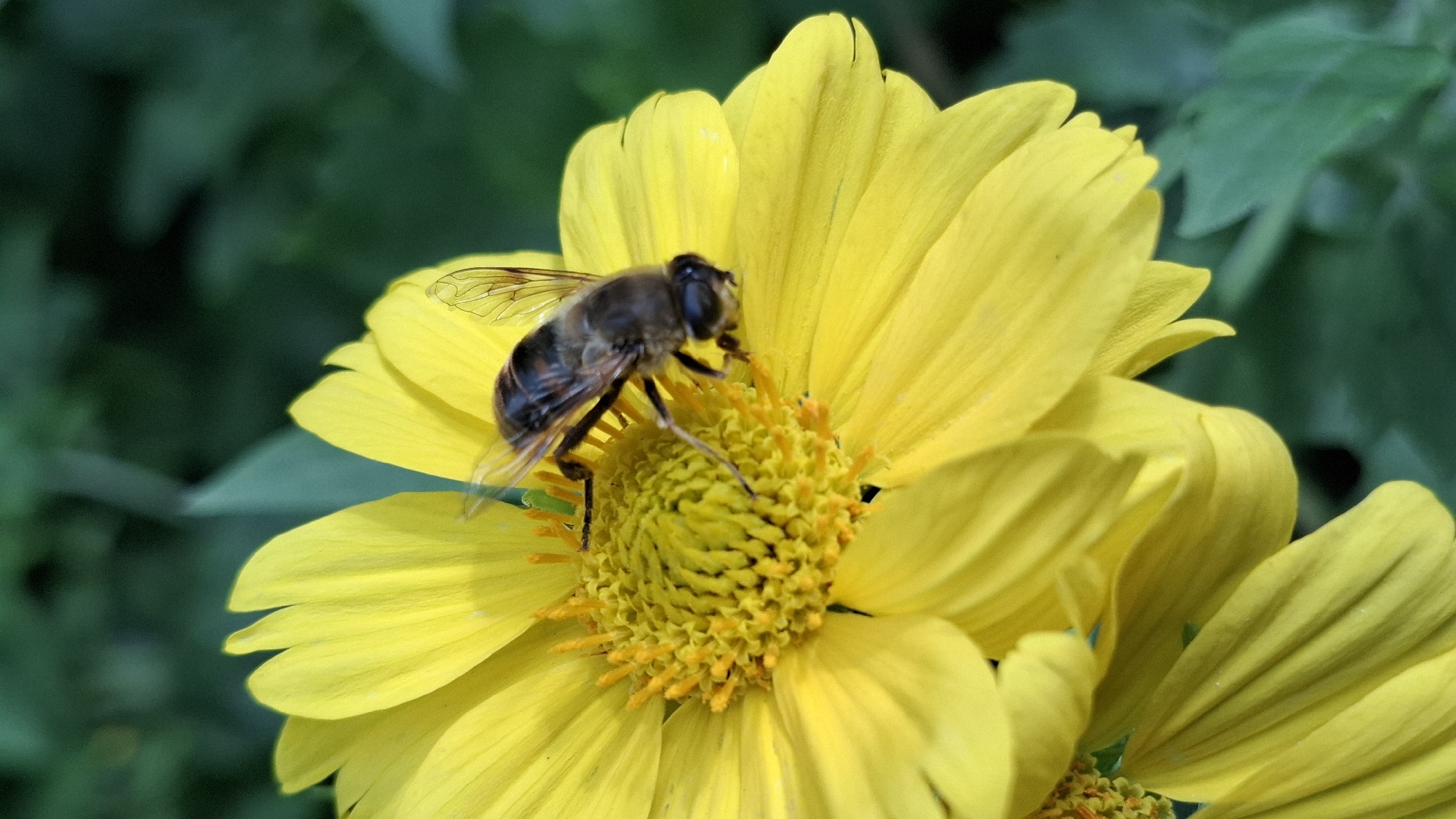 A close-up, high-angle shot shows a hoverfly resting on a bright yellow flower. The hoverfly is a dark, segmented insect with translucent wings and appears to be actively feeding on the flower's center, which is filled with numerous small, yellow stamen. The flower has several large, vibrant yellow petals that extend outwards. The background is a blur of deep green foliage, suggesting an outdoor natural environment, likely a garden or park within the city of Шұбарсу, Kazakhstan. The lighting is natural and highlights the details of the hoverfly and the flower.