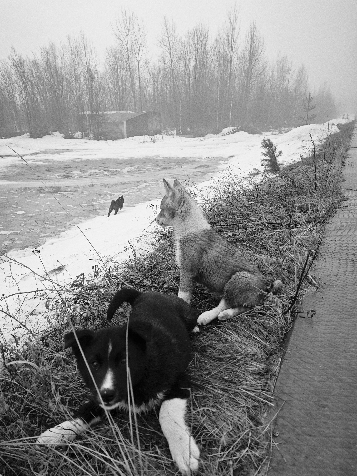 The photograph depicts three dogs in a foggy, snow-covered environment in Unknown, Russia. In the foreground, a black and white puppy lies in the grass, looking directly at the camera. Behind it, a second, gray and white dog sits upright, looking towards the left of the frame. In the midground, a third, dark-colored dog walks in the snow near a body of water. A small building is visible in the distance, obscured by fog, behind a line of bare trees. To the right, a concrete or metal surface runs parallel to the grassy area where the dogs are located. The overall scene suggests a cold, desolate, and possibly abandoned location.