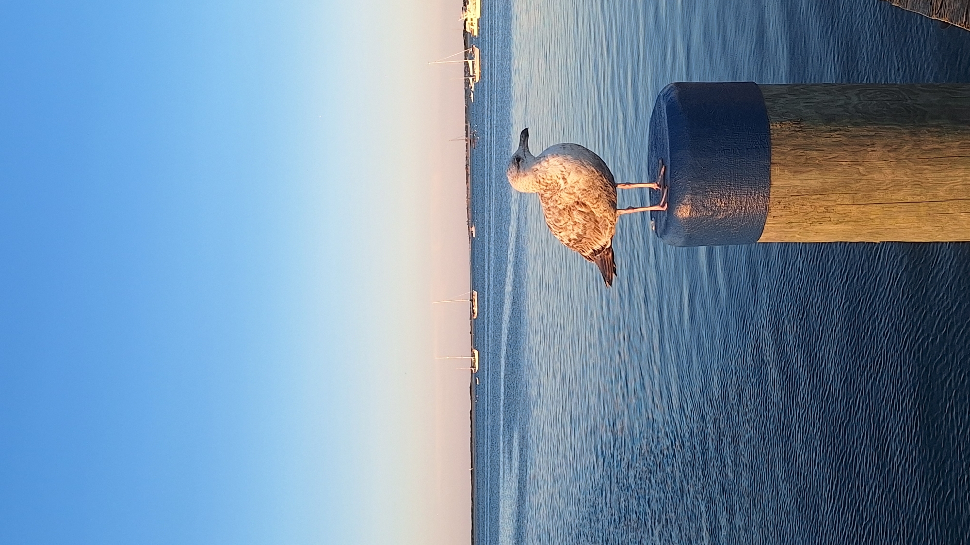 A vertical, medium shot captures a seagull perched on a wooden post capped with a blue protective cover. The seagull is positioned in the center of the frame, facing to the right, with its body angled slightly towards the viewer. Its feathers are mottled brown and white, and its beak is pointed. The wooden post is weathered and shows distinct grain patterns, bathed in warm, golden light, suggesting it is late afternoon or early morning. The post is situated on the edge of calm, blue water, which fills the lower half of the image. The water's surface reflects the clear, pale blue sky and has subtle ripple patterns.
In the background, a distant horizon is visible, marked by a thin line of land. A fleet of sailboats with white sails dot the water, appearing small and serene. The sky above is a gradient of light blue, transitioning to a paler hue near the horizon. The scene appears to be a tranquil waterfront setting, possibly a harbor or bay. The image is devoid of human presence. The location is identified as Nantucket, United States of America, suggesting a coastal environment.