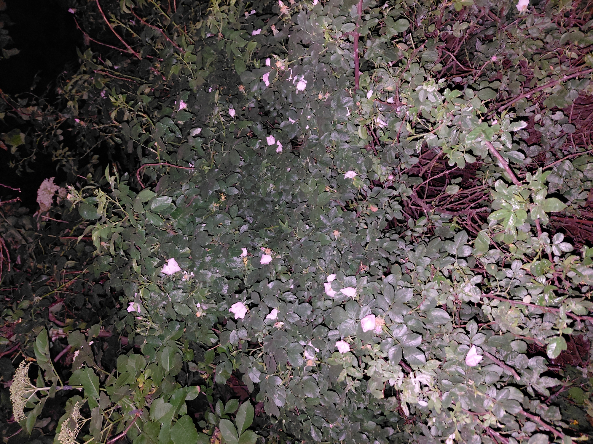 This image presents a dense botanical scene, illuminated by an artificial light source, located in Ustyvytsia, Ukraine. The primary subject is a dense thicket of plants, predominantly a thorny bush, likely a wild rose species, characterized by numerous compound, dark green leaves with serrated margins and numerous small, light pink flowers scattered throughout the foliage. The flowers vary in their state, some appearing fully open, others partially so, or exhibiting faded petals due to the lighting. Visible reddish-brown stems with thorns are intertwined within the dense leaf structure. In the upper left quadrant, a distinct plant with larger, broader green leaves and prominent, flat-topped clusters of tiny white flowers (umbels), consistent with an Elderberry plant (Sambucus), extends into the frame. The lighting creates stark contrasts, highlighting the surfaces of leaves and petals with a pale, almost silvery-green and light pink sheen, while deeper sections of the foliage and background recede into dark green, reddish-brown, and almost black shadows. No human figures, animals, or man-made objects are identifiable within the frame, emphasizing the natural or overgrown vegetation.