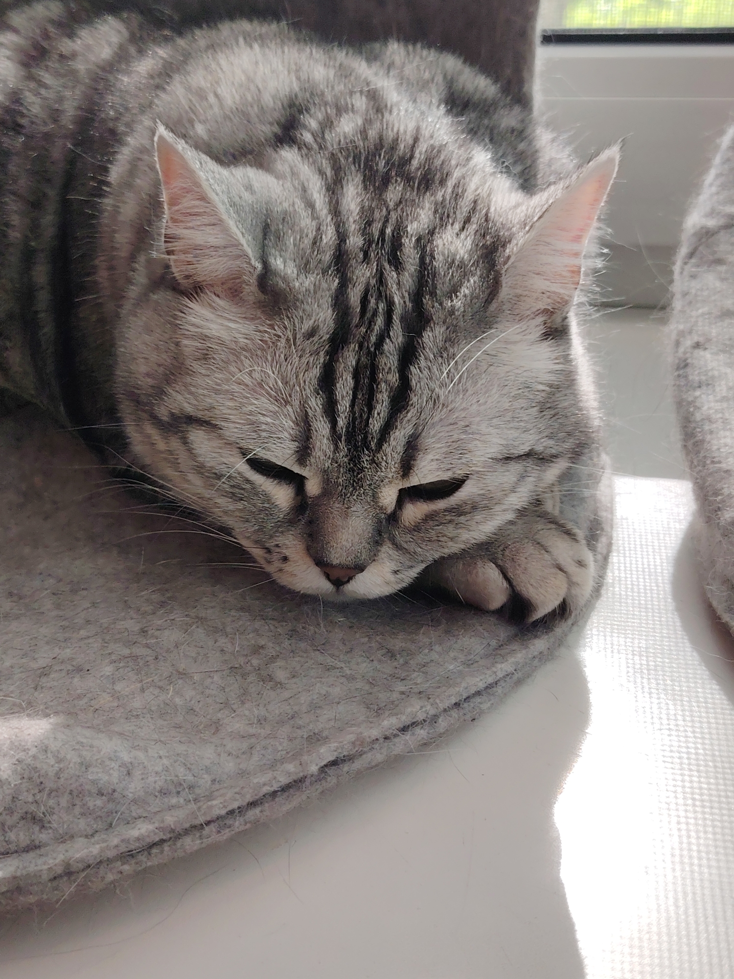The image displays a domestic short-haired tabby cat, predominantly gray with dark stripes, in an indoor setting in Unknown, Unknown. The cat is lying down, with its head oriented towards the left and its eyes partially closed, indicating a state of rest or sleep. Its front paws are tucked beneath its head. The cat rests on a gray, felt-like mat, which shows some loose fibers. To the right of the cat and beneath the mat, a highly reflective, white surface is visible, likely a windowsill, exhibiting a subtle grid pattern on its right side. Strong natural light, originating from the right of the frame, illuminates the cat's fur, particularly highlighting its ears, and creates a significant reflection on the white surface. A blurred gray object, possibly another textile item, is present on the far right edge of the frame. A faint, blurred structure suggesting a window is visible in the upper right background.