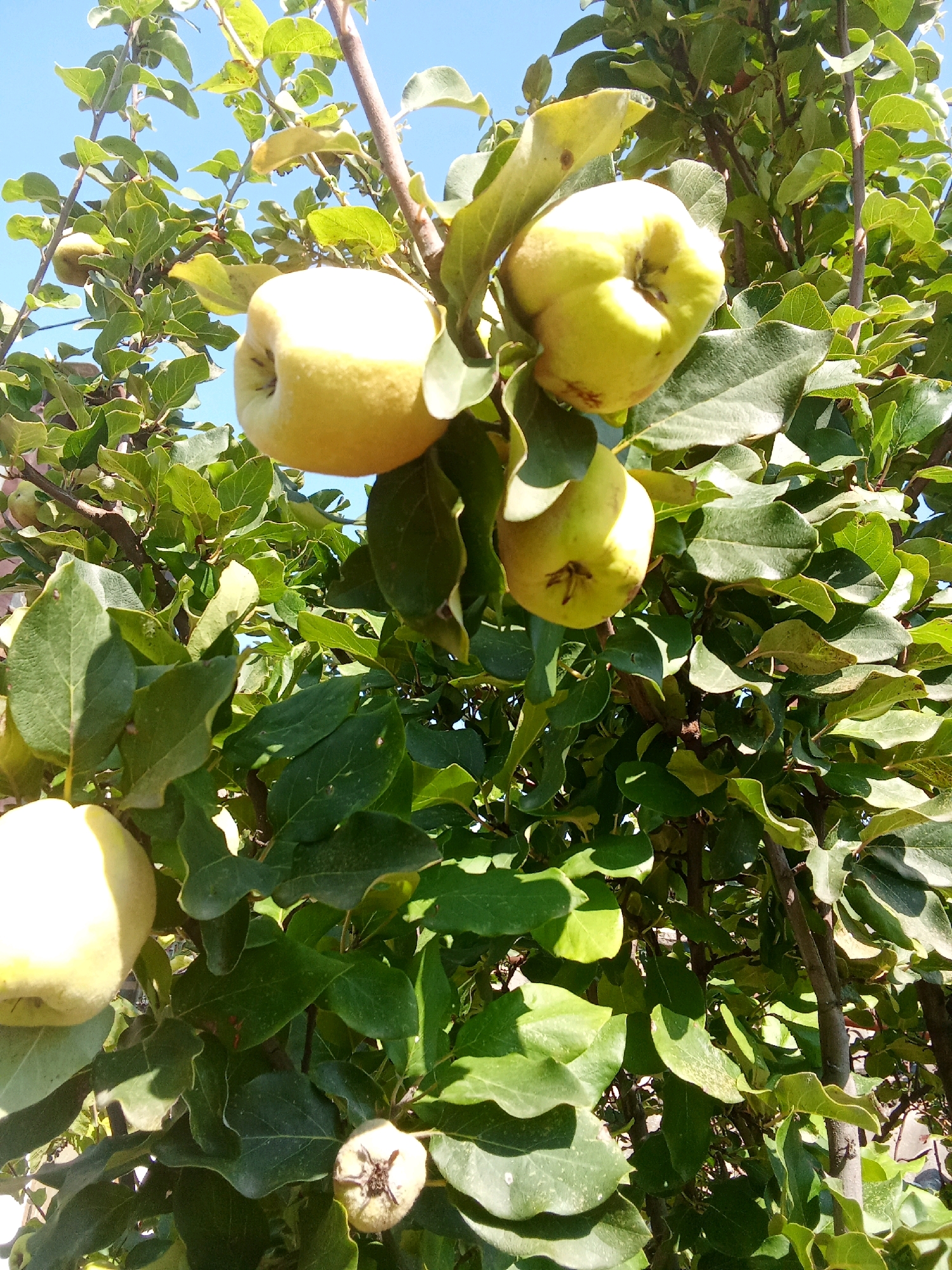 A low-angle, close-up shot captures a quince tree laden with ripe fruit and lush green foliage against a clear blue sky. Sunlight illuminates the scene, casting dappled shadows through the leaves and highlighting the yellow-green skin of the quinces. The fruits vary in size, with some larger and more mature, while others are smaller and possibly less developed. The branches of the tree are visible, supporting the weight of the fruit and leaves. The scene appears to be in a garden or orchard, likely a residential area. While the image is taken in Tbilisi, Georgia, the specific location within the city is not discernible from the visual information provided. No people or animals are present in the frame.
