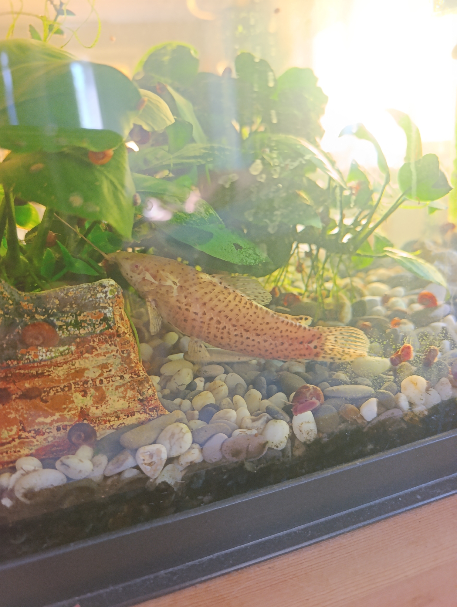 The image shows an aquarium with a fish and plants. The fish is light brown with darker spots and is swimming near a rock decoration. There are green plants in the background, and the aquarium is filled with gravel. The lighting suggests it's daytime, possibly with natural light filtering in. The image does not provide any information about the city of Ivanovka, Russia.