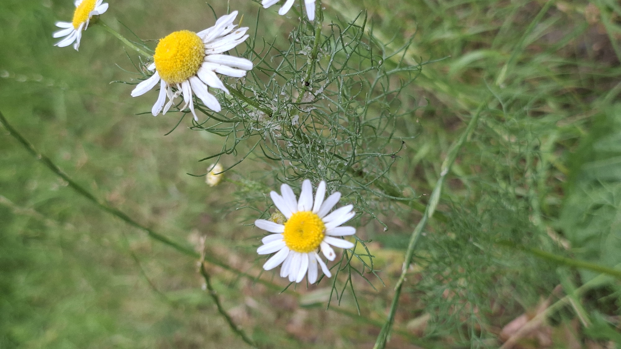 A close-up, vertical shot captures several daisies in bloom amidst a backdrop of green foliage. The daisies, with their white petals and yellow centers, are the focal point. One daisy in the foreground is slightly out of focus, while another in the lower left is sharp and clear. A third daisy is visible in the upper right corner, also out of focus. The background is a blur of green, suggesting an outdoor environment, possibly a park or garden. The image does not depict any people or specific landmarks that would indicate a precise location within Smolevichi, Belarus.