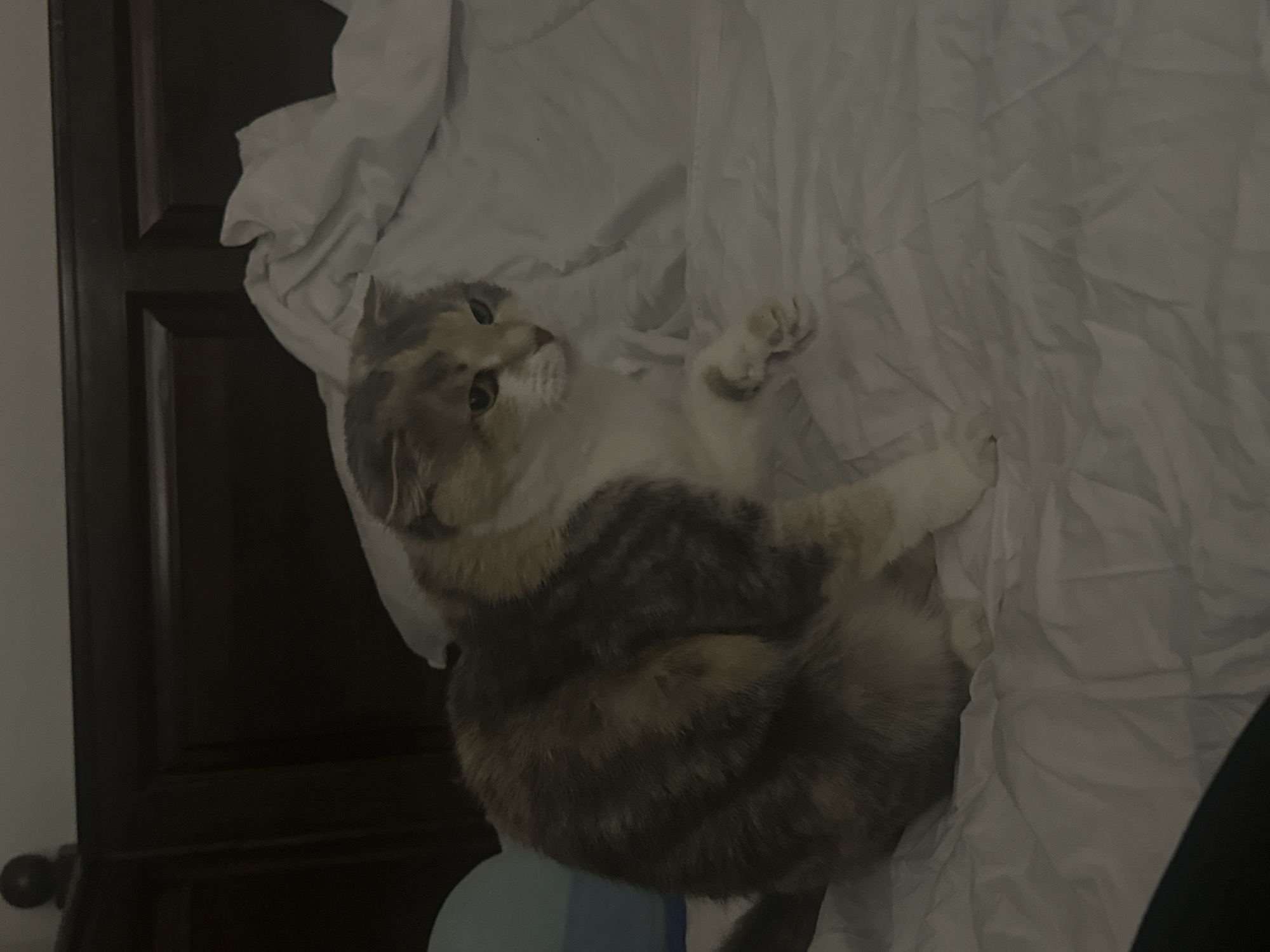 A calico cat lies on its back on a white bedsheet. The cat is facing upwards and has one paw raised. A dark wooden door is visible to the left. The location is not identifiable as Yerevan, Armenia.