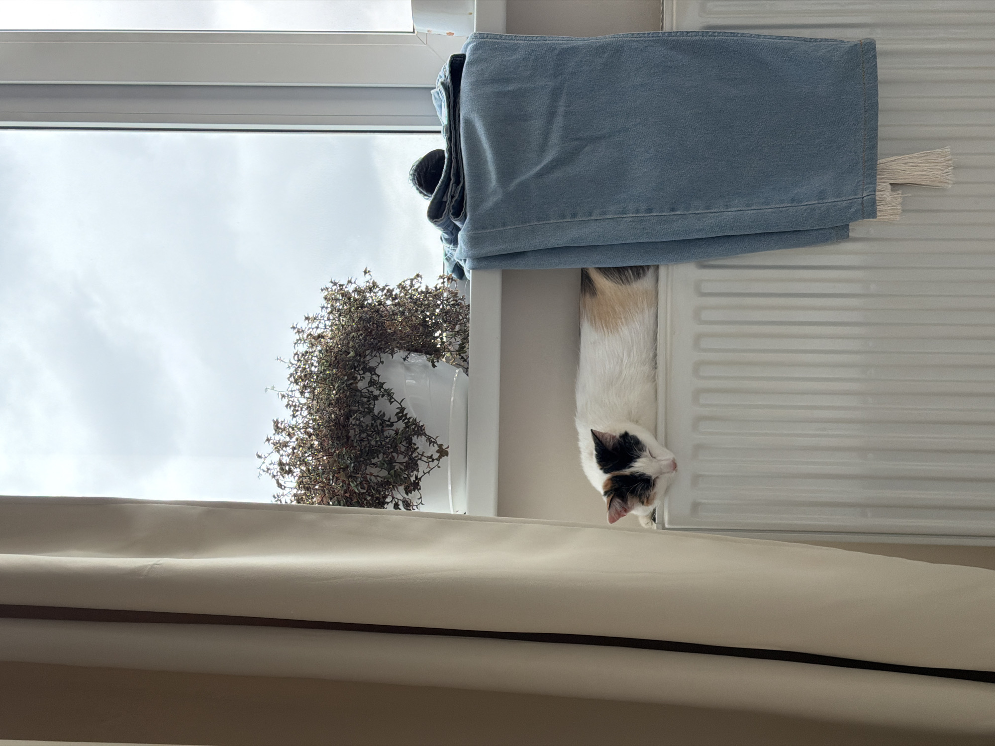 A cat is sitting on a radiator underneath a pair of jeans on a window sill in a room. The radiator is white and has vertical lines. The jeans are light blue. The cat is mostly white with patches of black and brown on its head. A potted plant sits to the left of the cat on the window sill. The sky is visible through the window, and it appears overcast. Beige curtains are in the foreground. The location is Rossiyskiy, Russia.