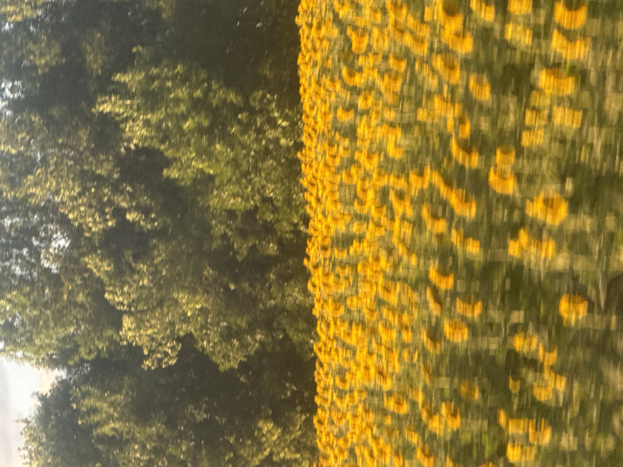 A blurred, wide shot captures a field of sunflowers with a line of trees in the background under a bright sky. The sunflowers are predominantly yellow, with some green foliage visible. The trees are dark green, appearing dense and leafy. The overall impression is that of a natural landscape, possibly a rural area, given the focus on a sunflower field and trees. The image is heavily motion blurred, suggesting it was taken from a moving vehicle or with a shaky camera. No people, actions, or interactions are discernible due to the blur. The location in Perevolotsky, Russia, is not visually represented in the image itself, as there are no identifiable landmarks or structures to confirm the specific geographic setting.